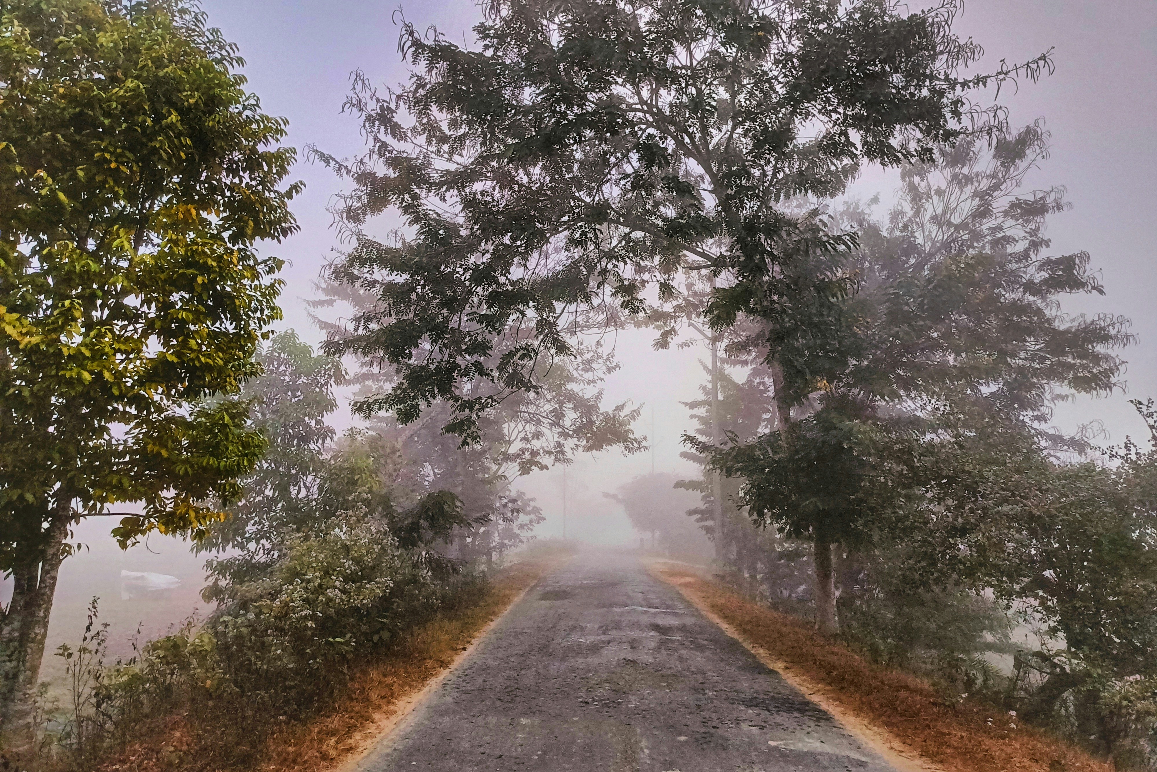 A foggy road with trees on both sides