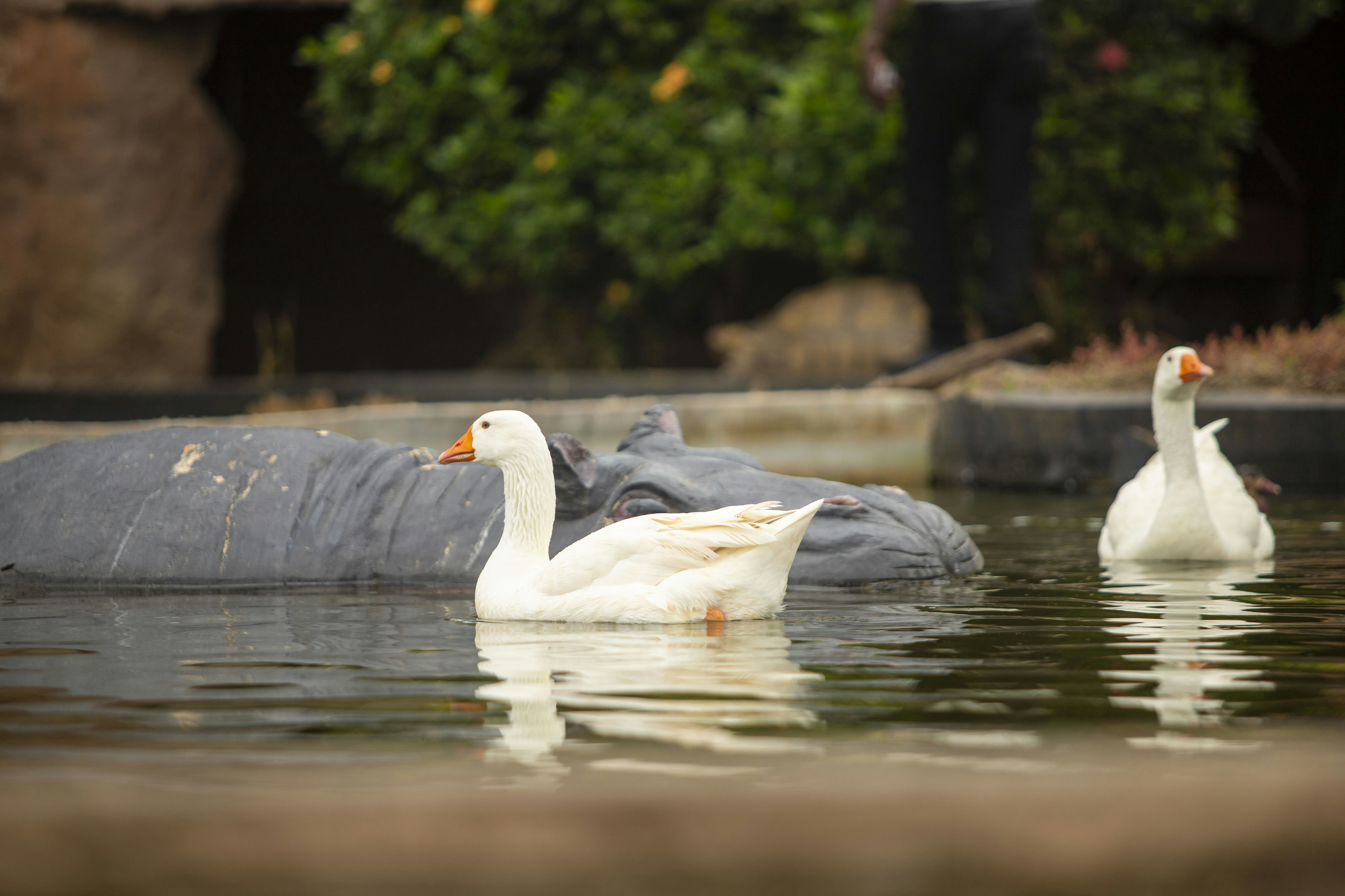 Sekelompok bebek mengambang di atas badan air