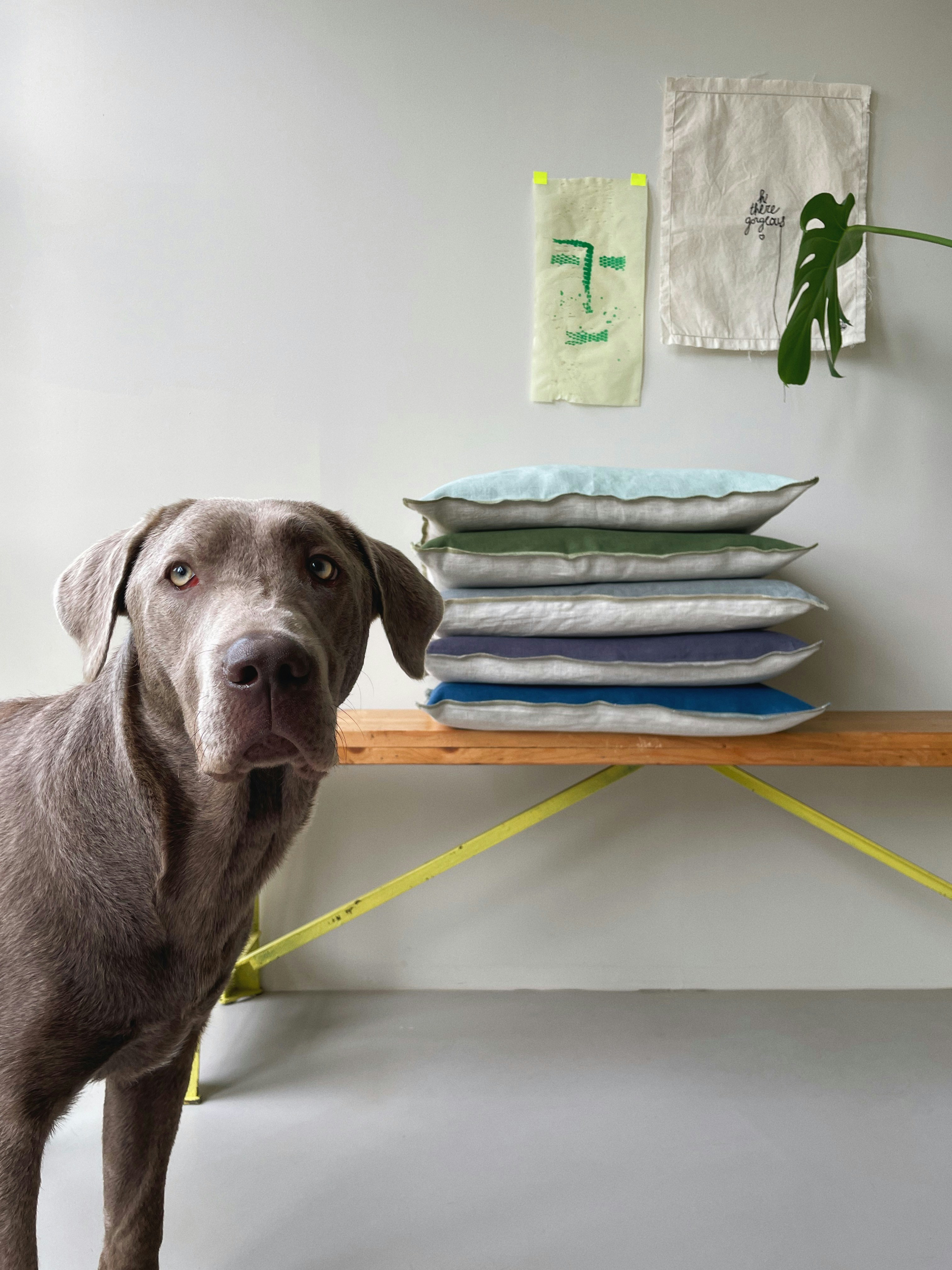 A dog standing in front of a wooden table