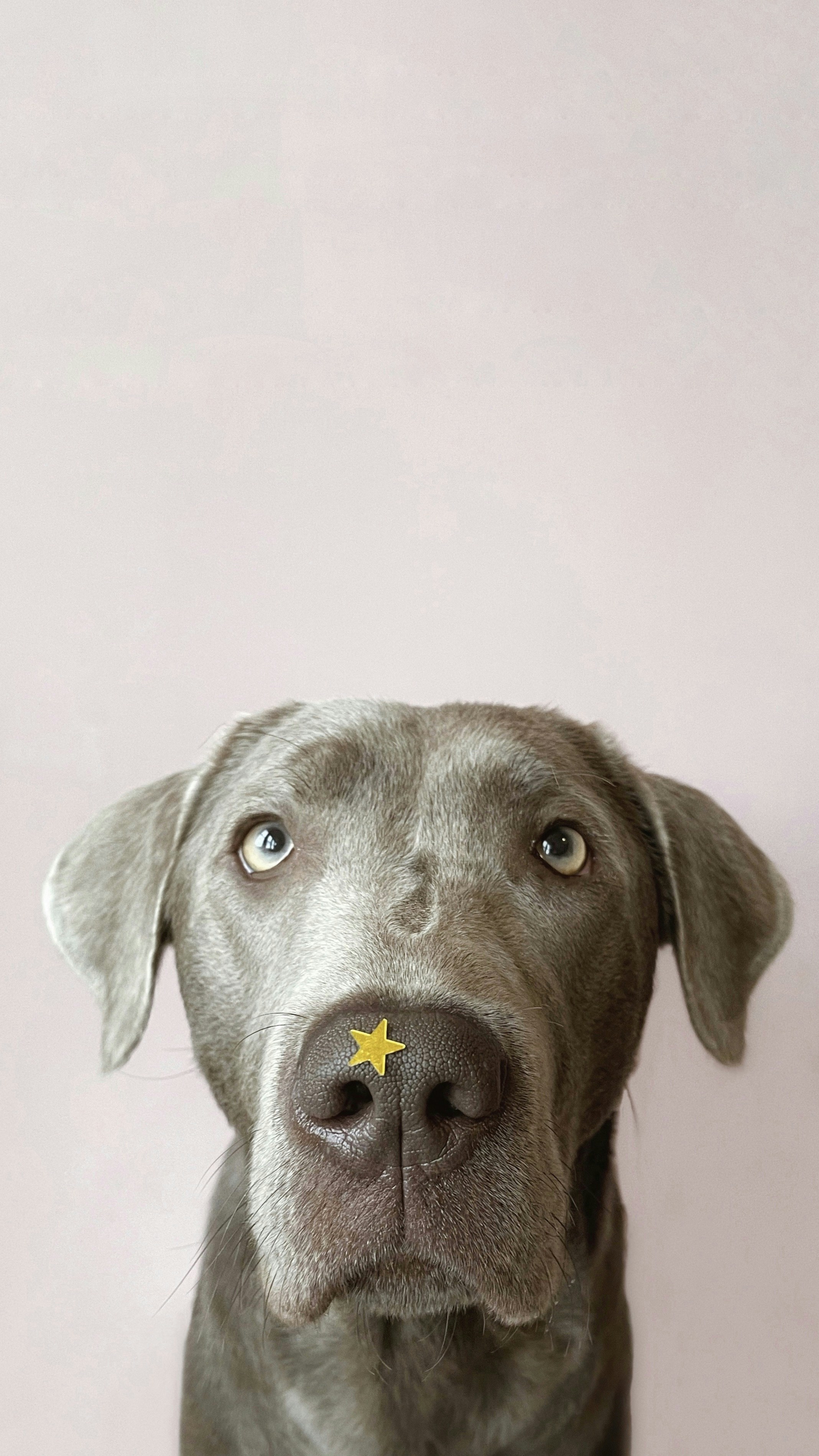 A gray dog with a yellow star on it's collar