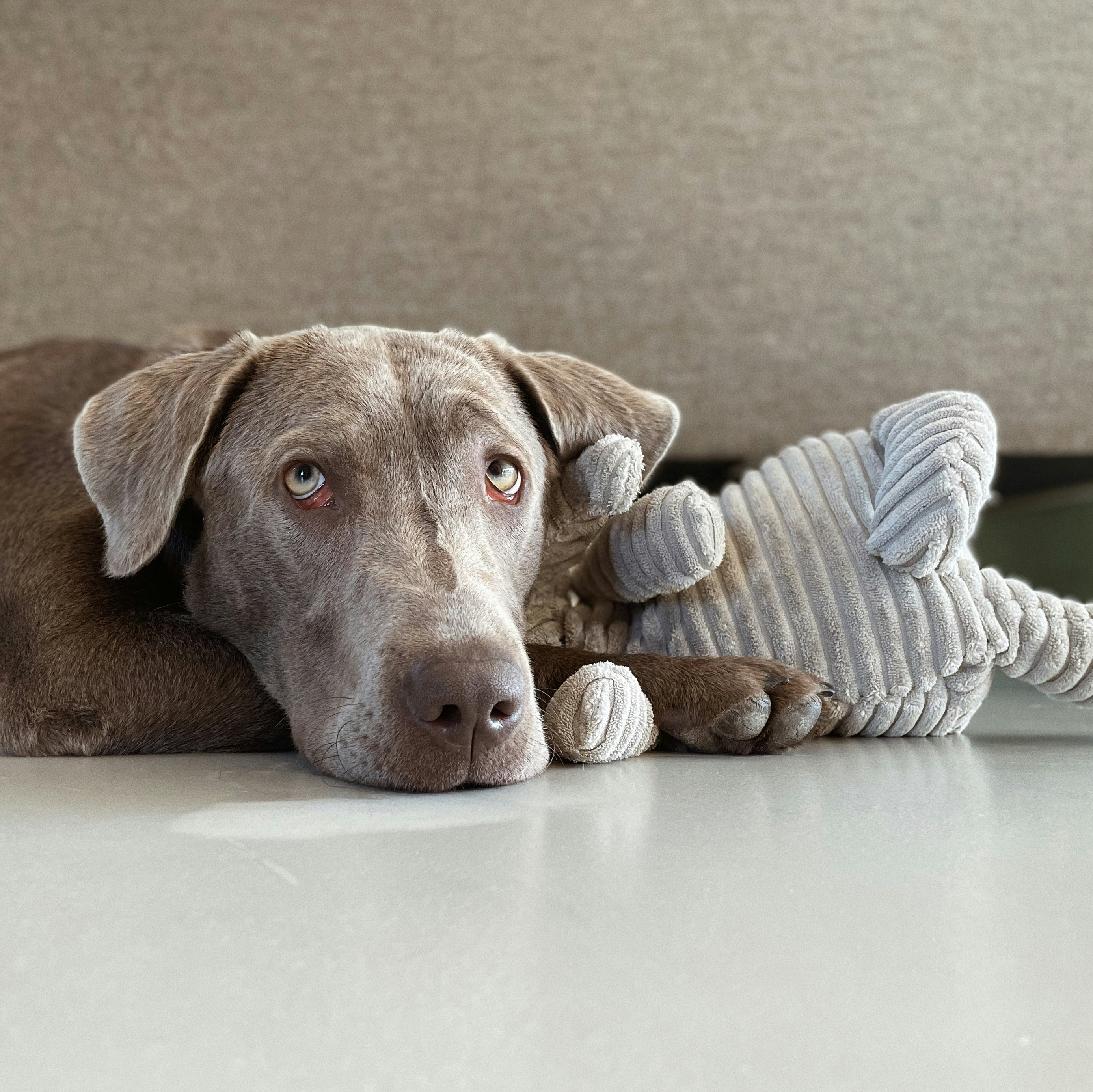 A dog laying on the floor with a toy