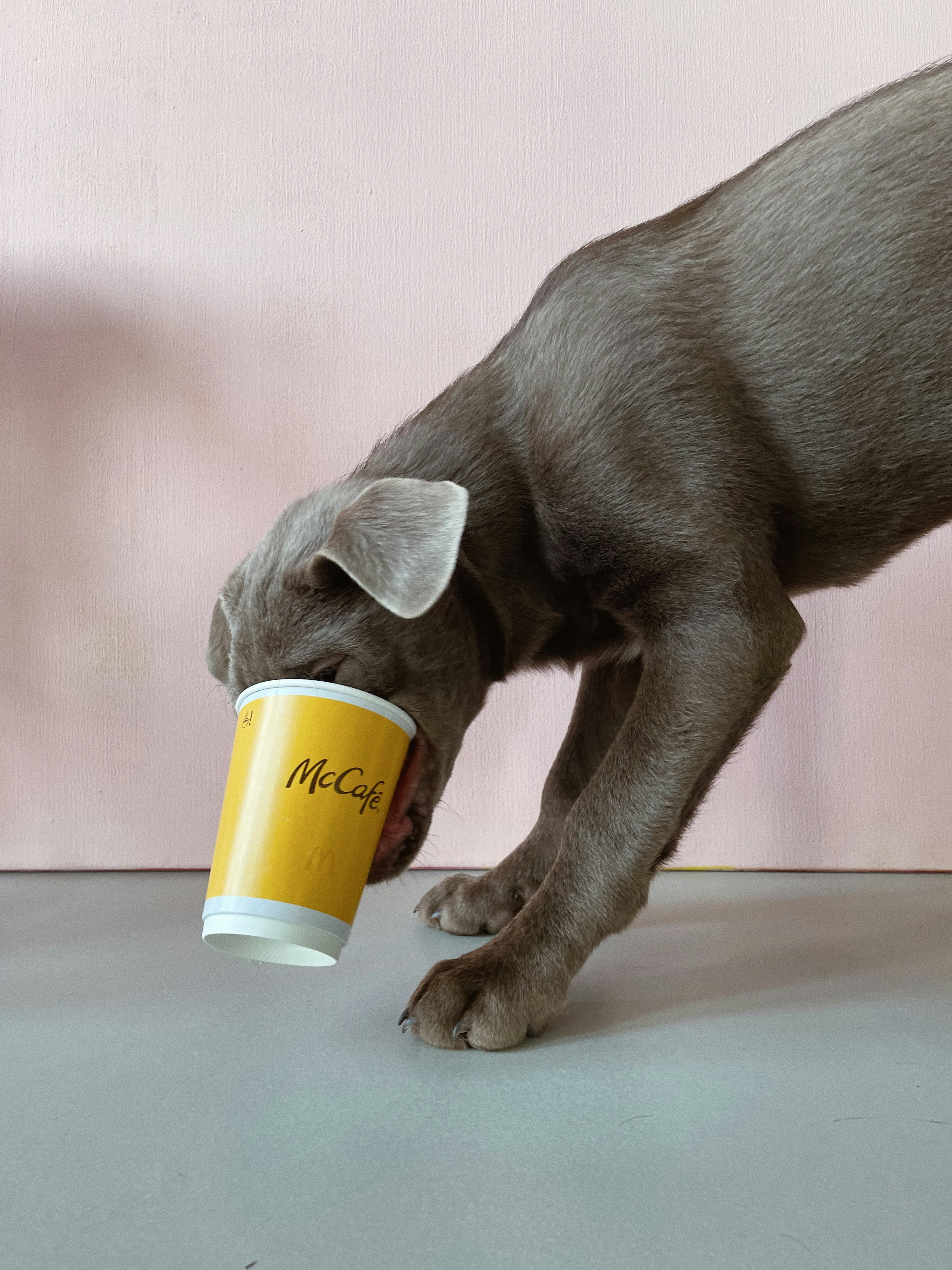 A dog drinking out of a yellow cup