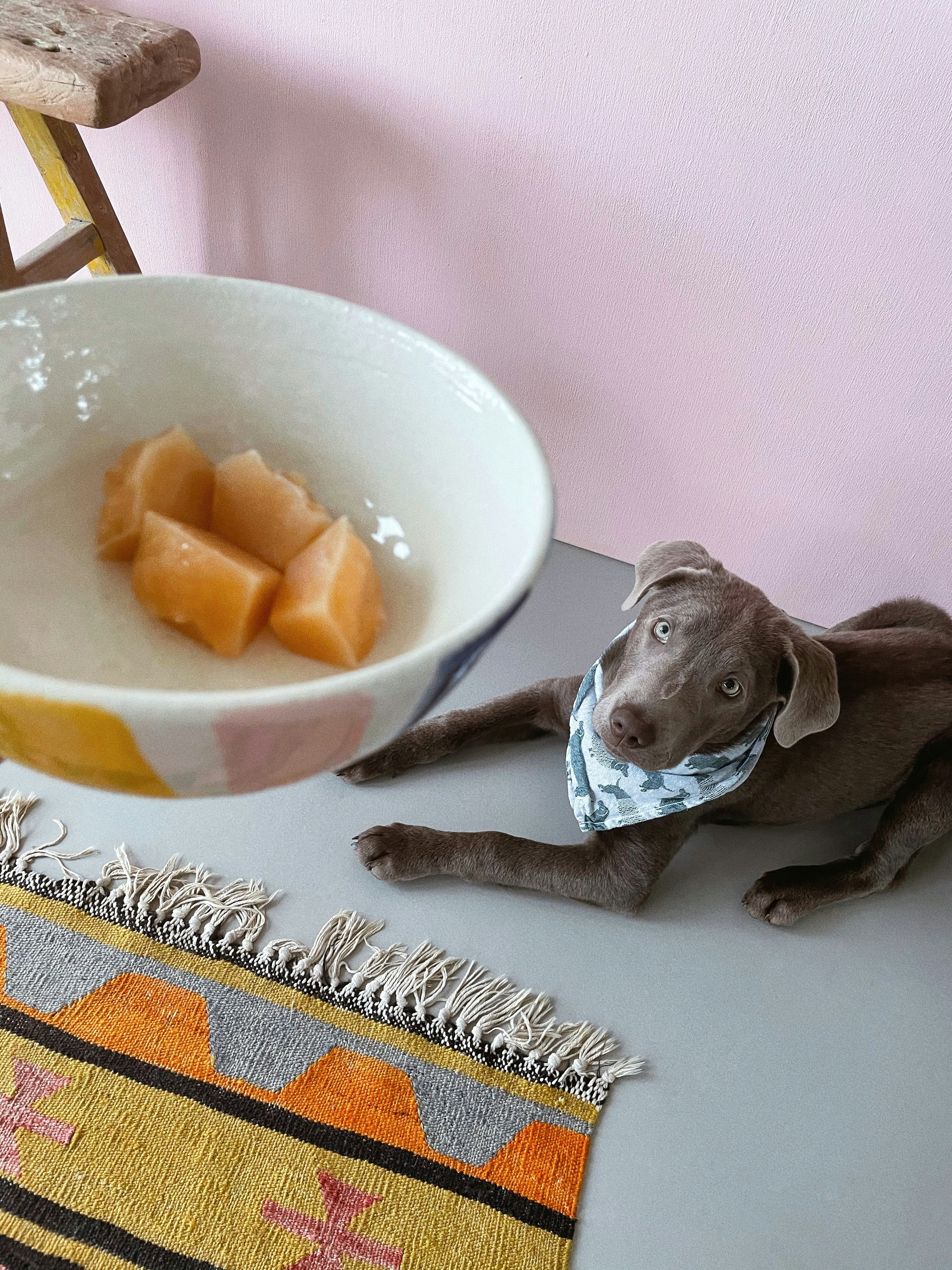Can Dogs Eat Cottage Cheese for Diarrhea? Safety & Dosage Guide