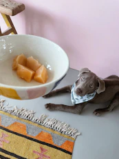 A dog laying on a table next to a bowl of food