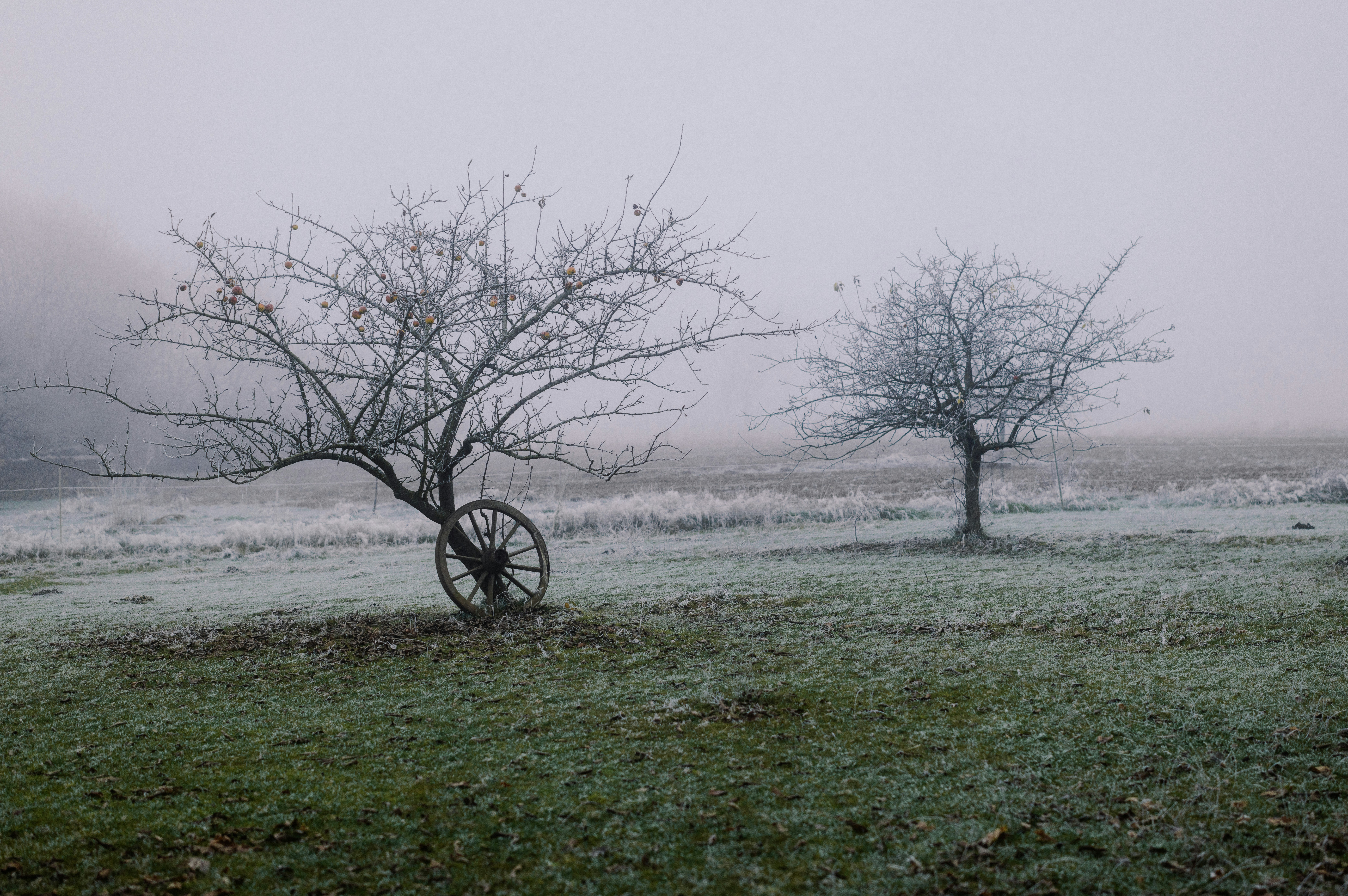 A foggy field with two trees and a bicycle