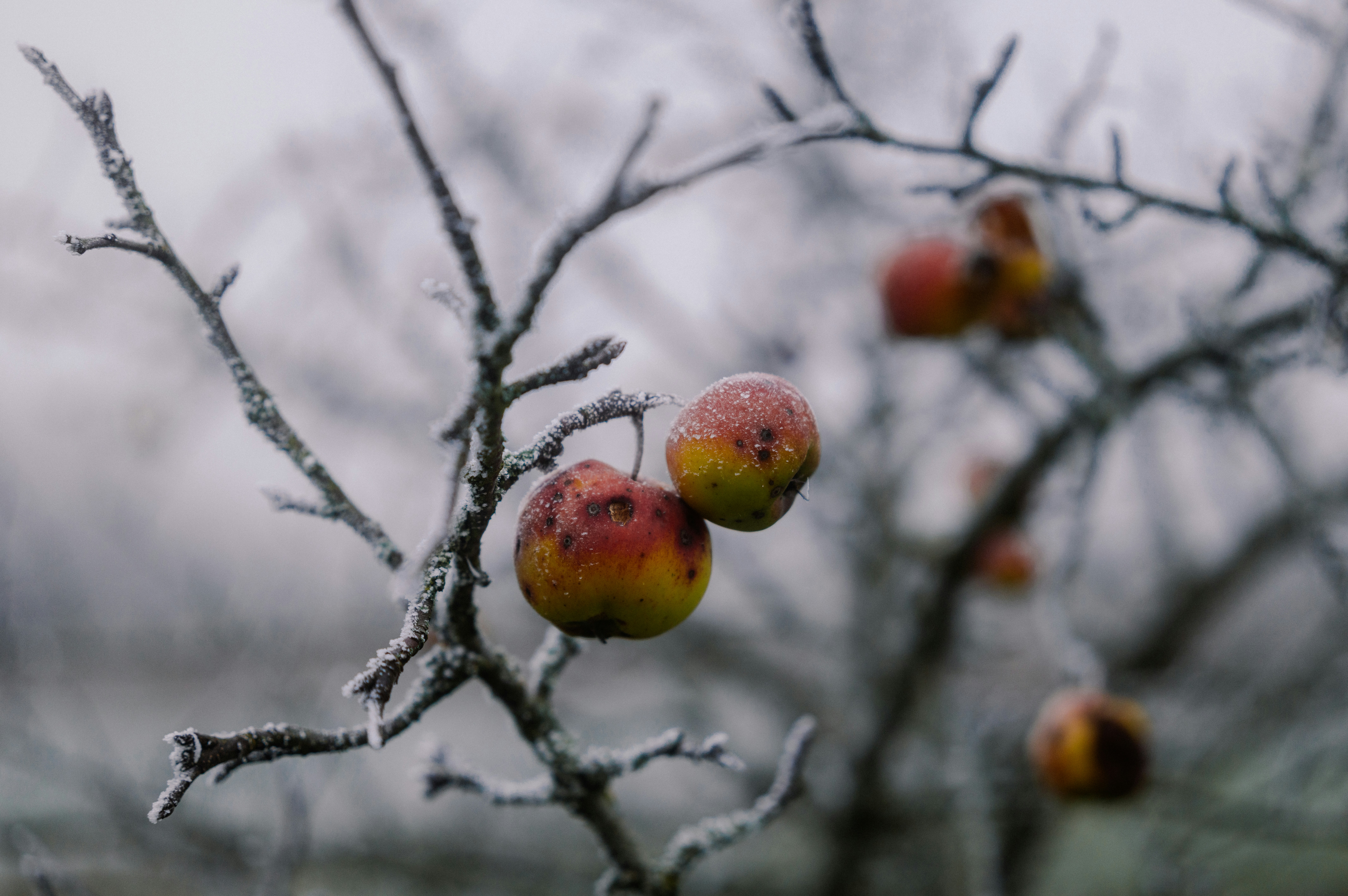 A tree with some fruit on it in the snow