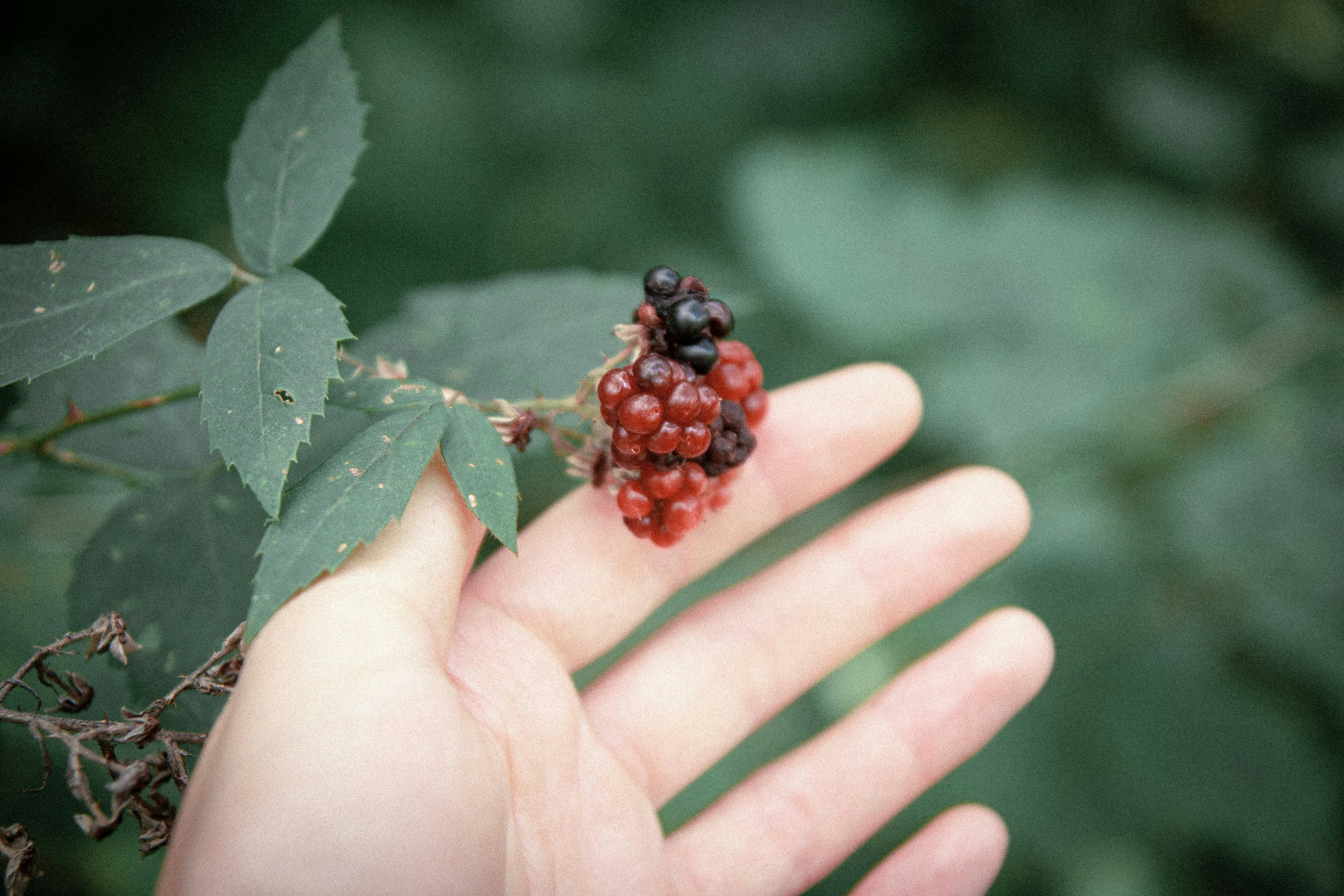 Photo by lisoglazka