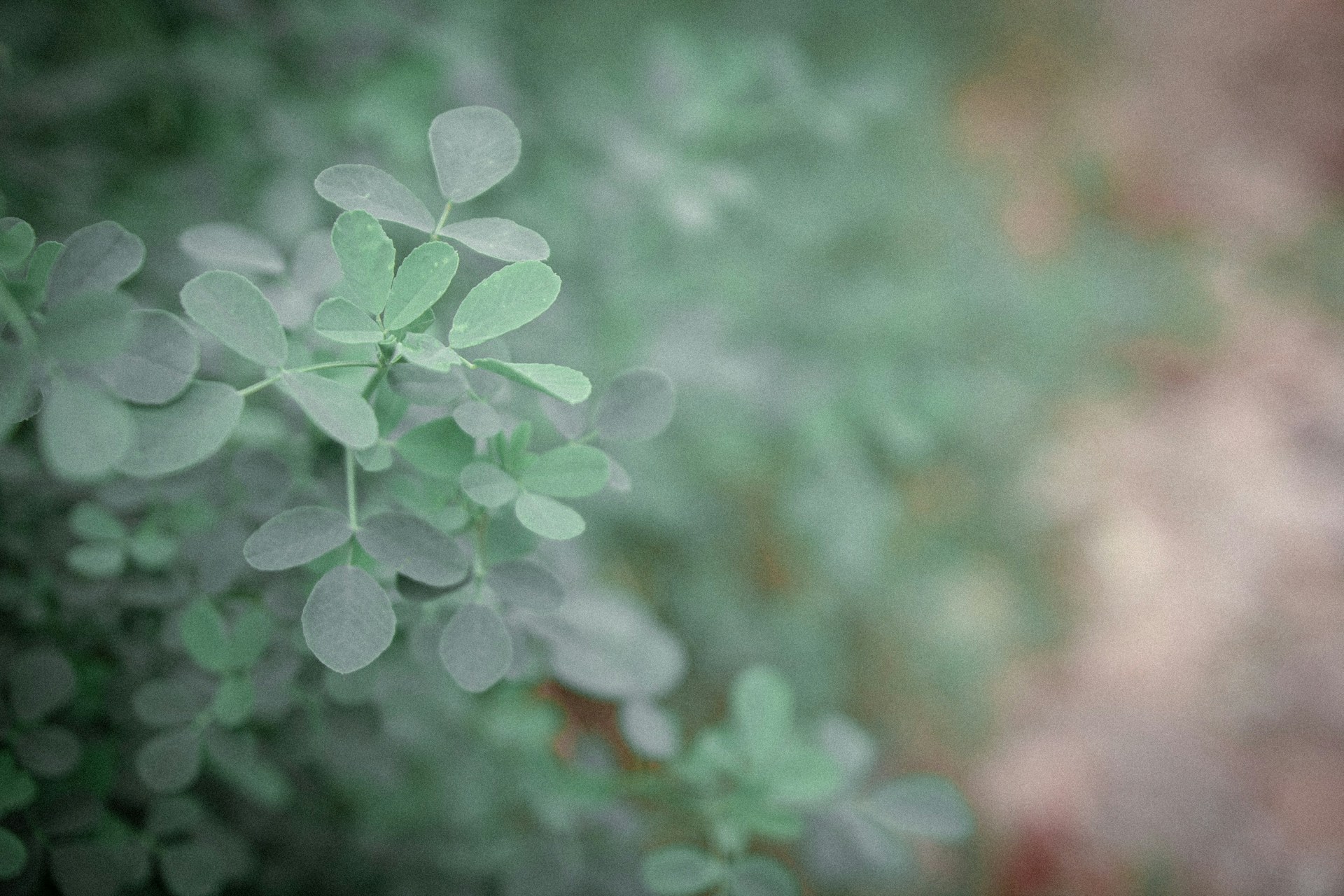 A blurry photo of a plant with leaves