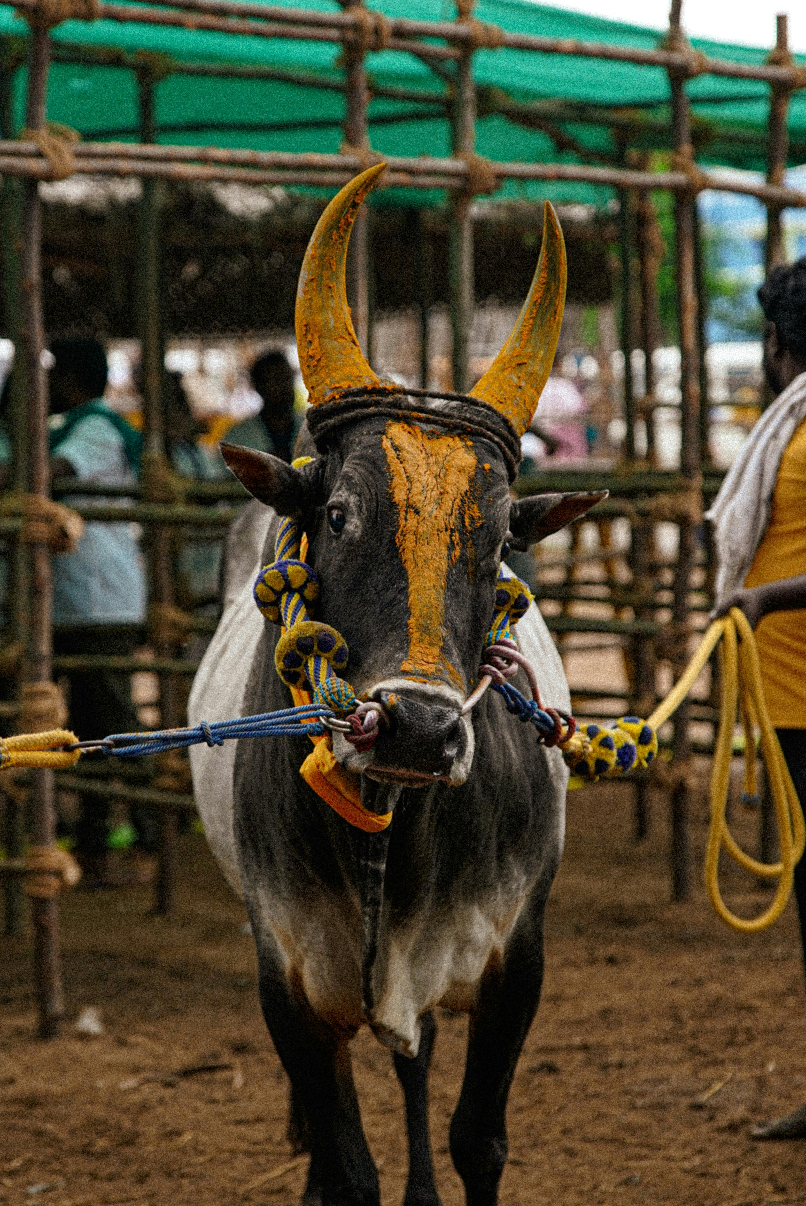 A cow with horns pulling a cart with people in the background