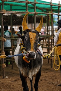 A cow with horns pulling a cart with people in the background