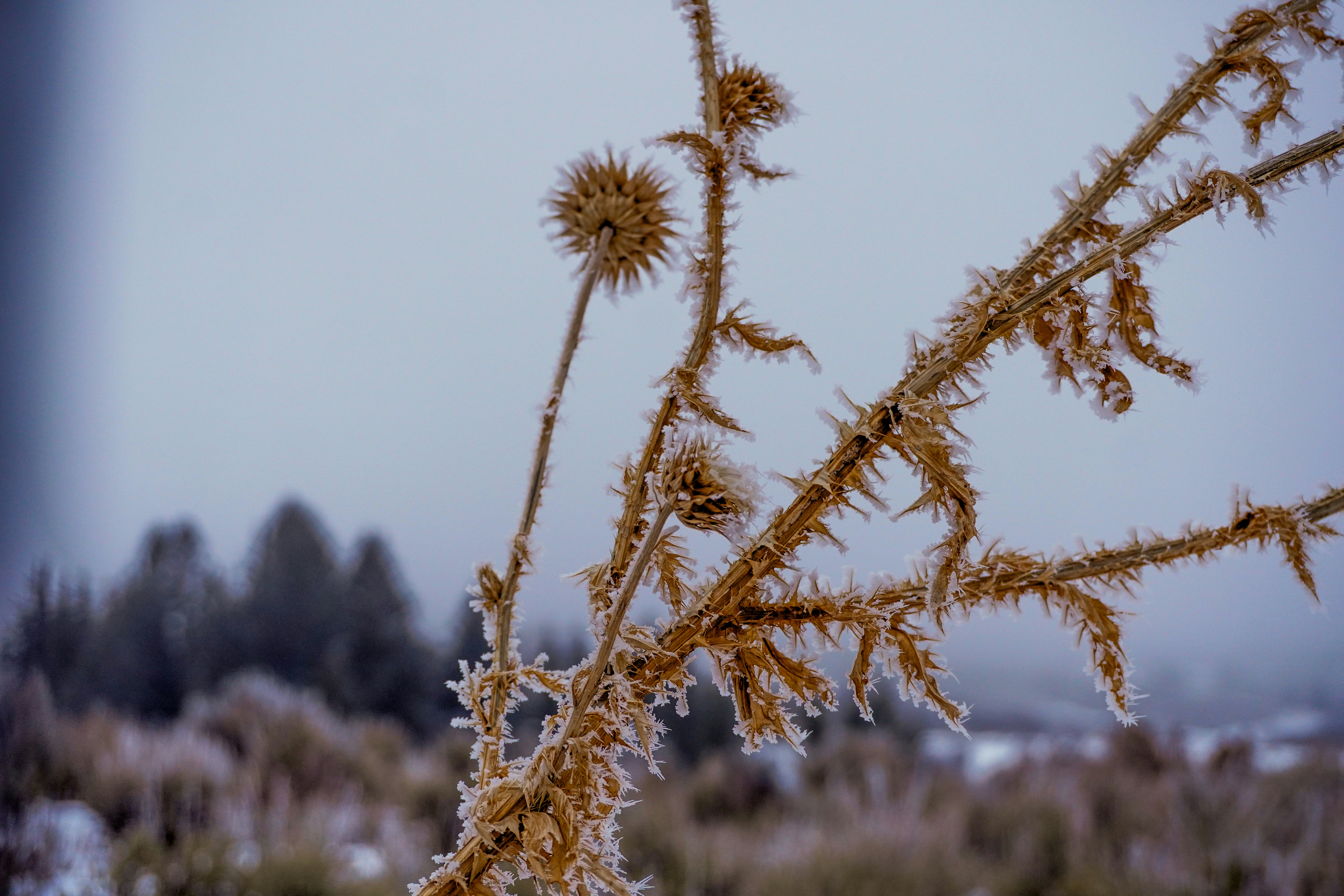 Winter Frost Pictures | Download Free Images on Unsplash