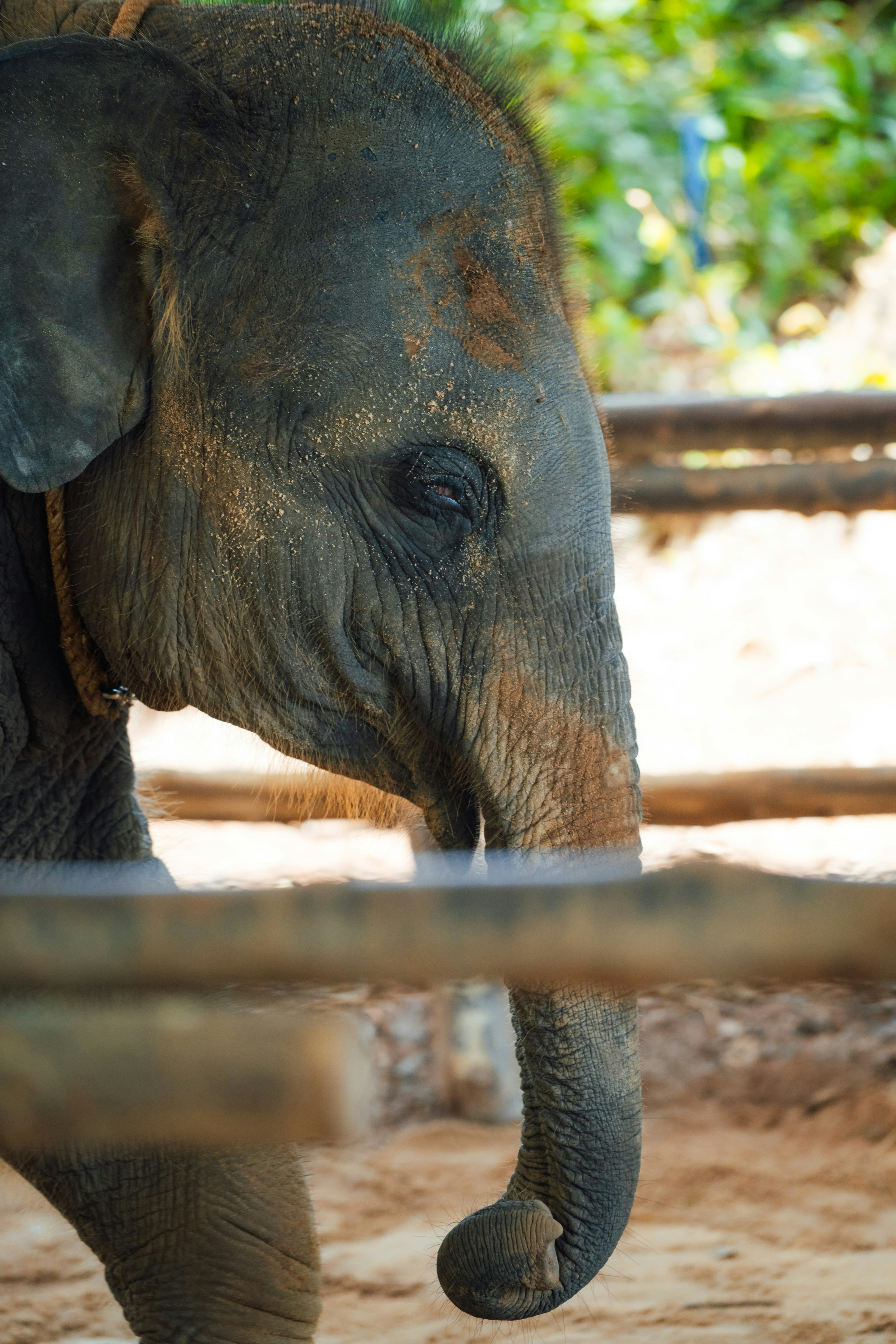 A baby elephant is standing behind a fence