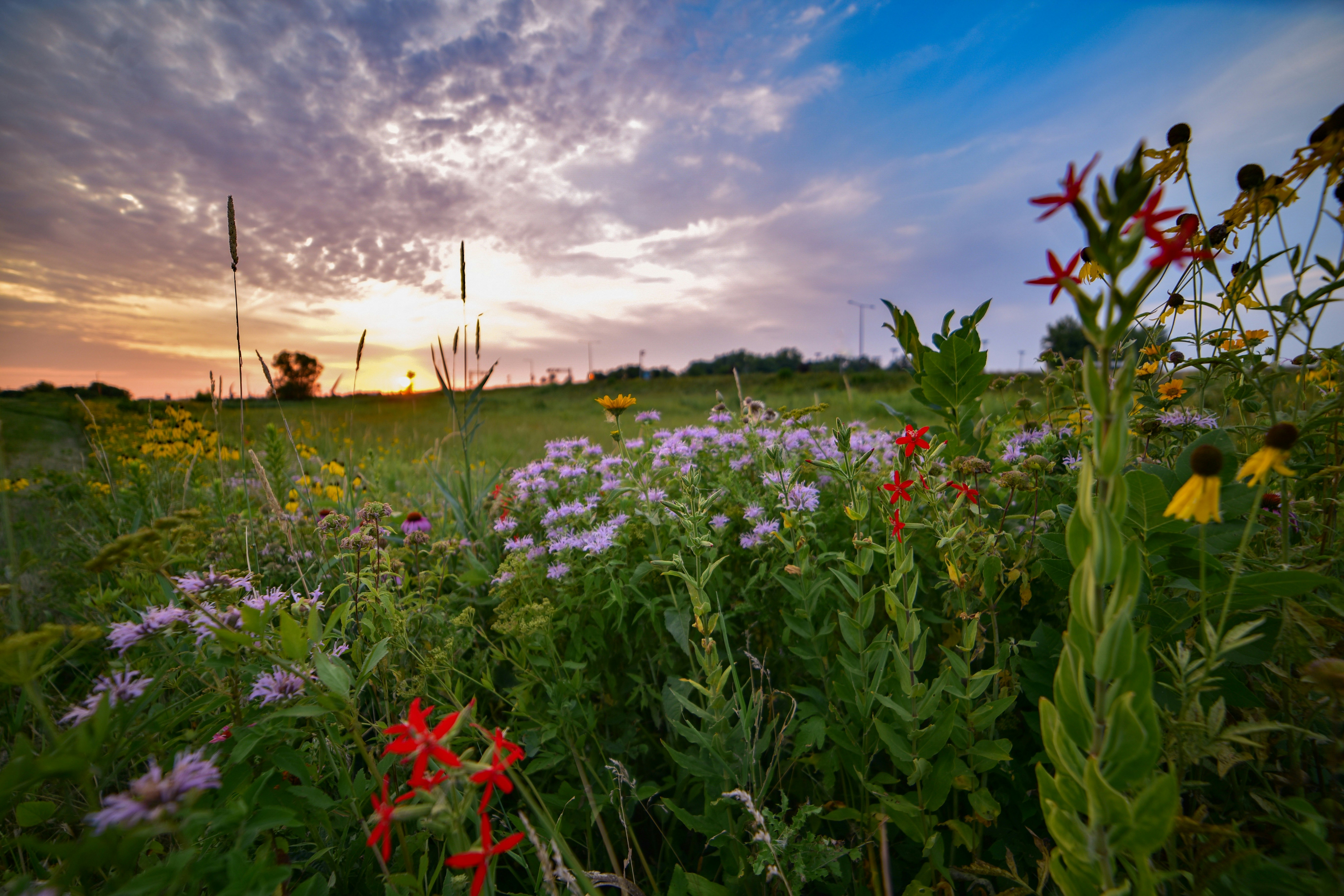 A field full of wild flowers under a cloudy sky photo – Free Flowers ...