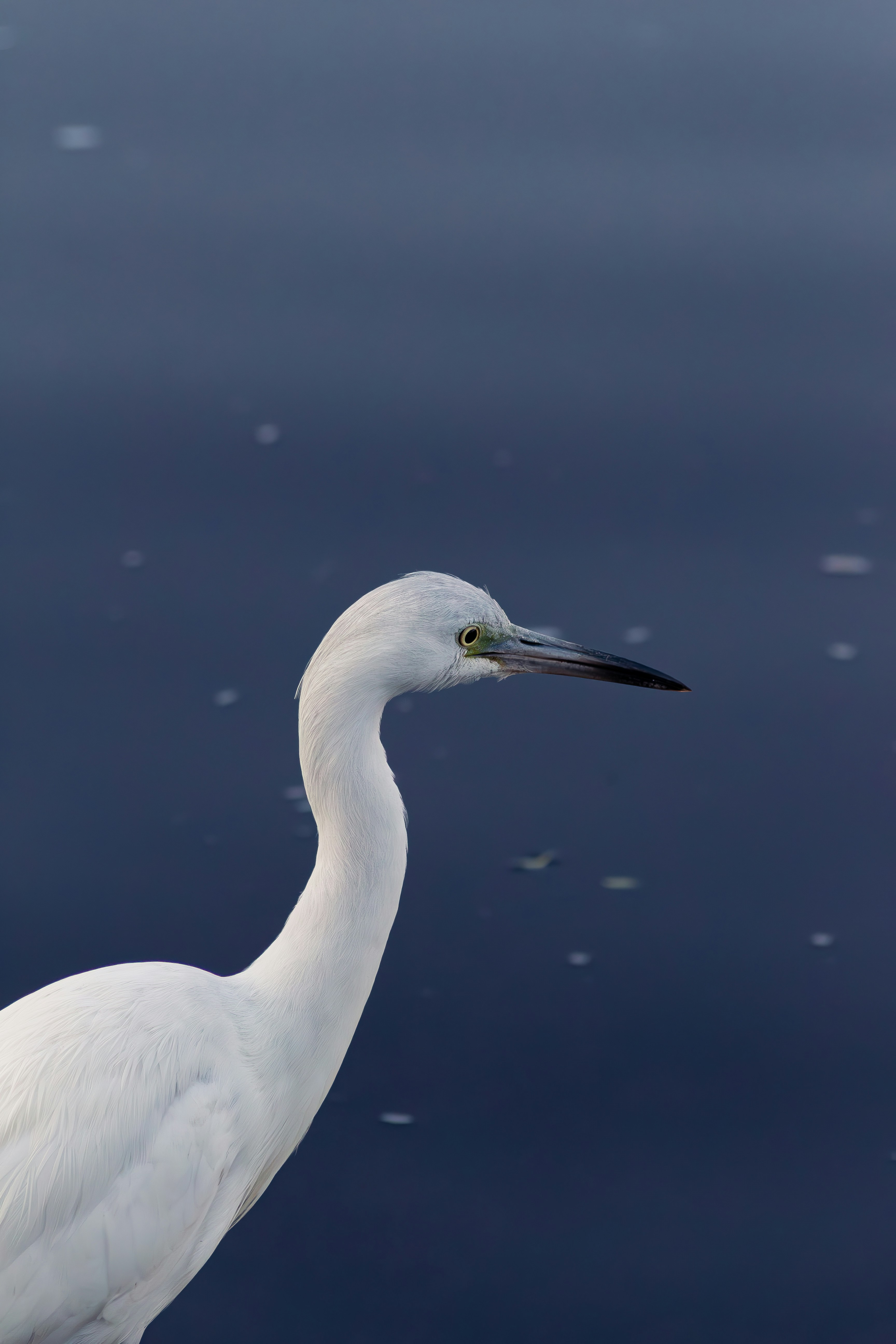 A white bird is standing in the water