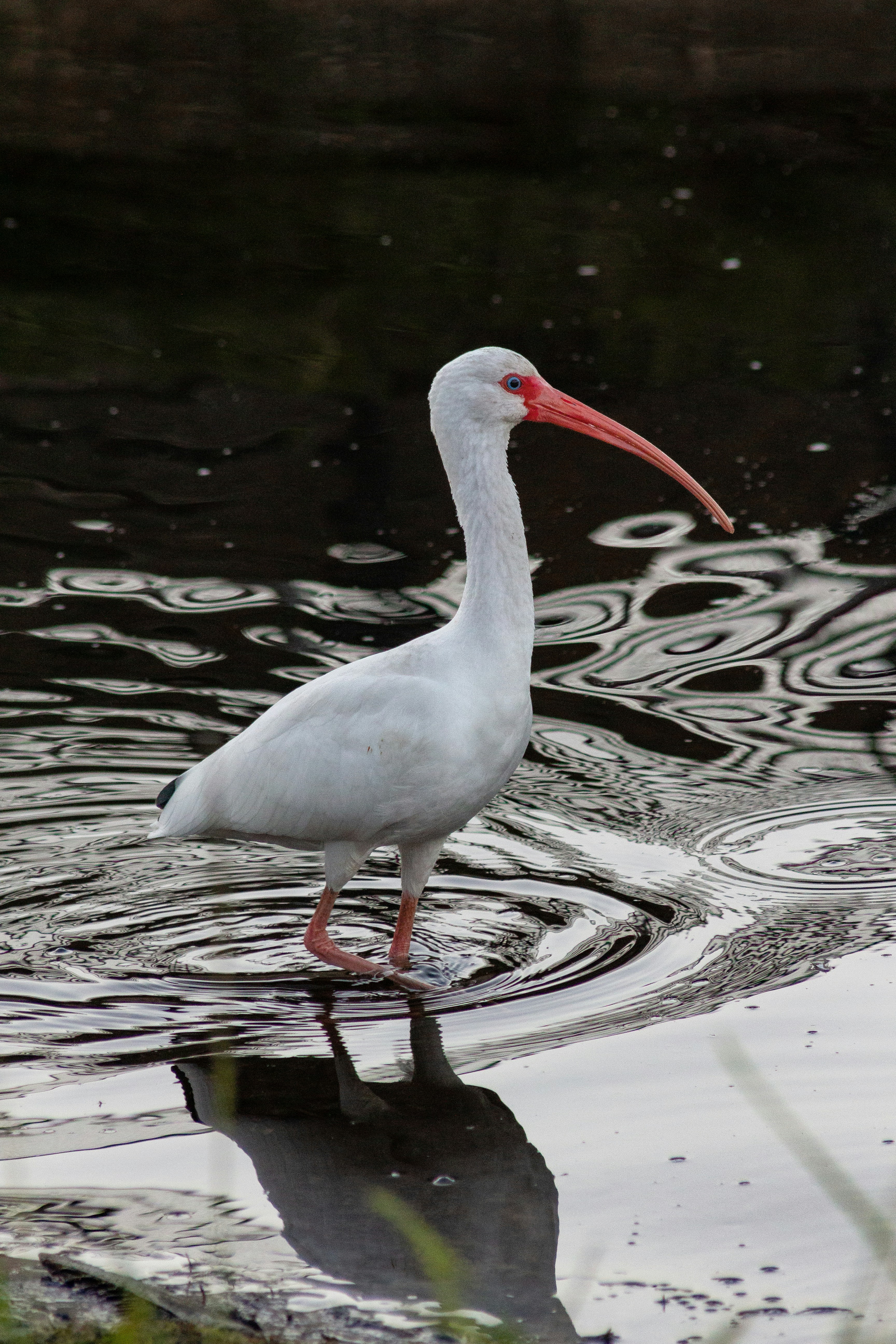 A white bird with a red beak standing in the water
