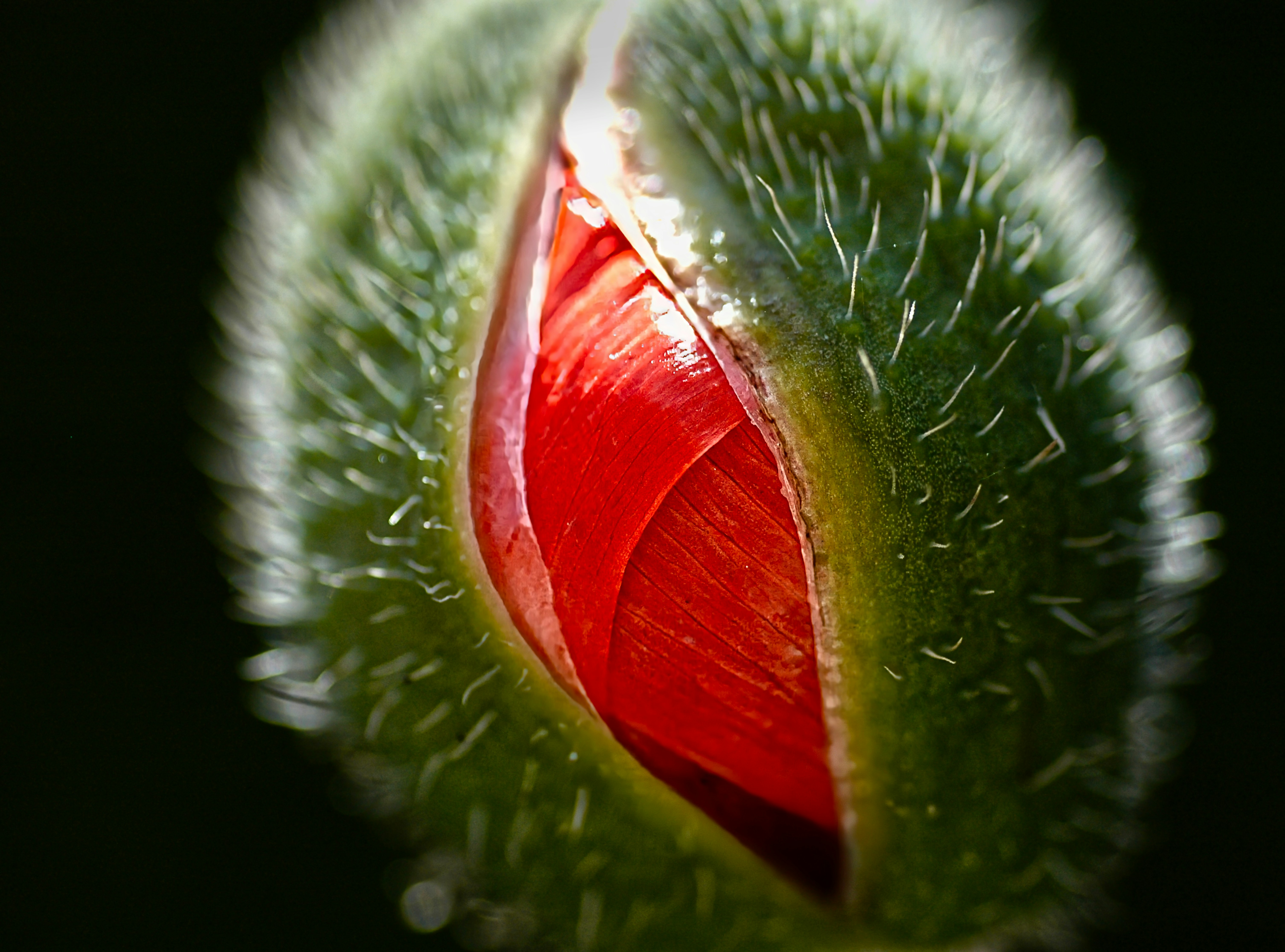 A close up of a red flower bud