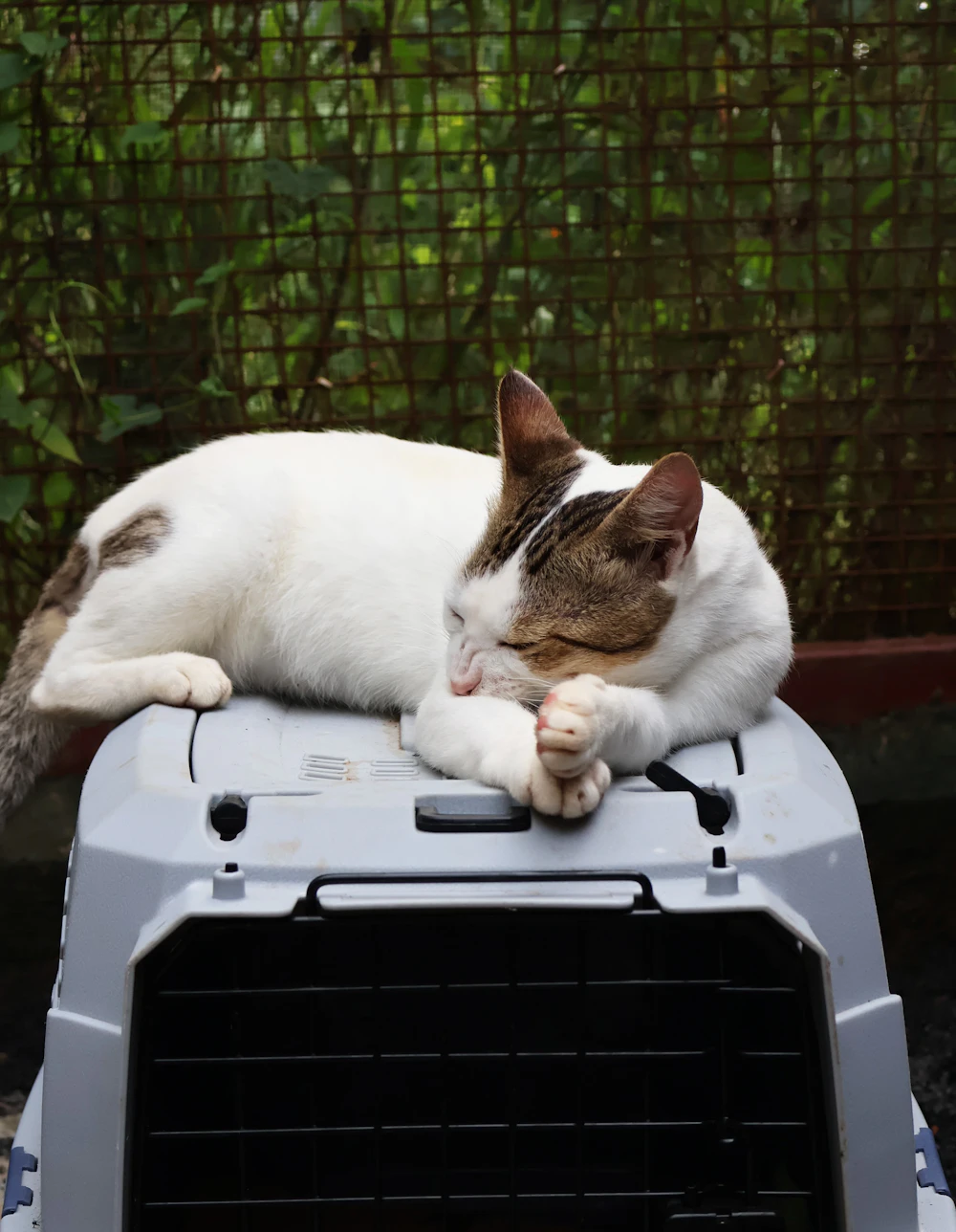Kedi Taşıma Çantası