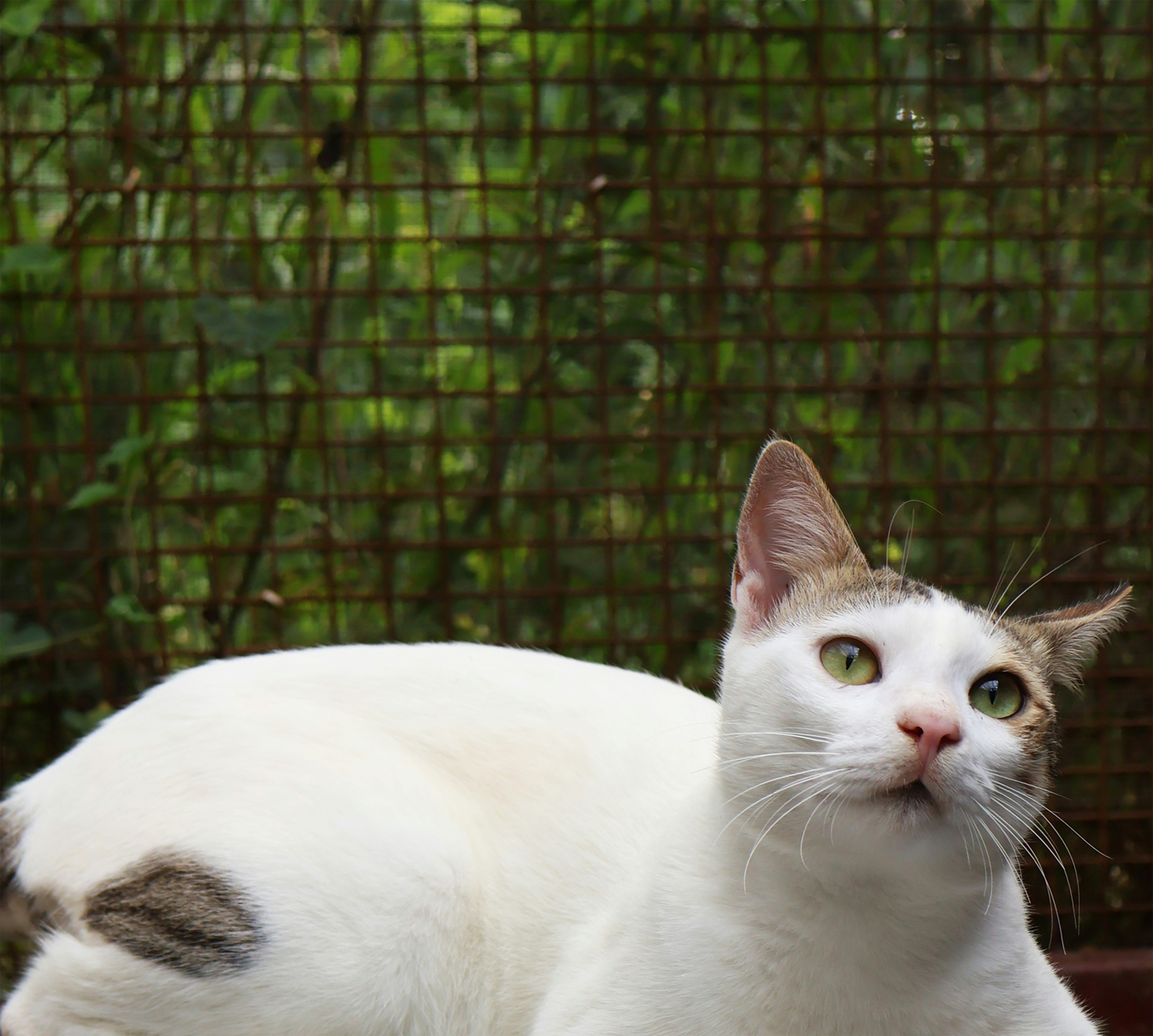 Photo by parichha_rashni