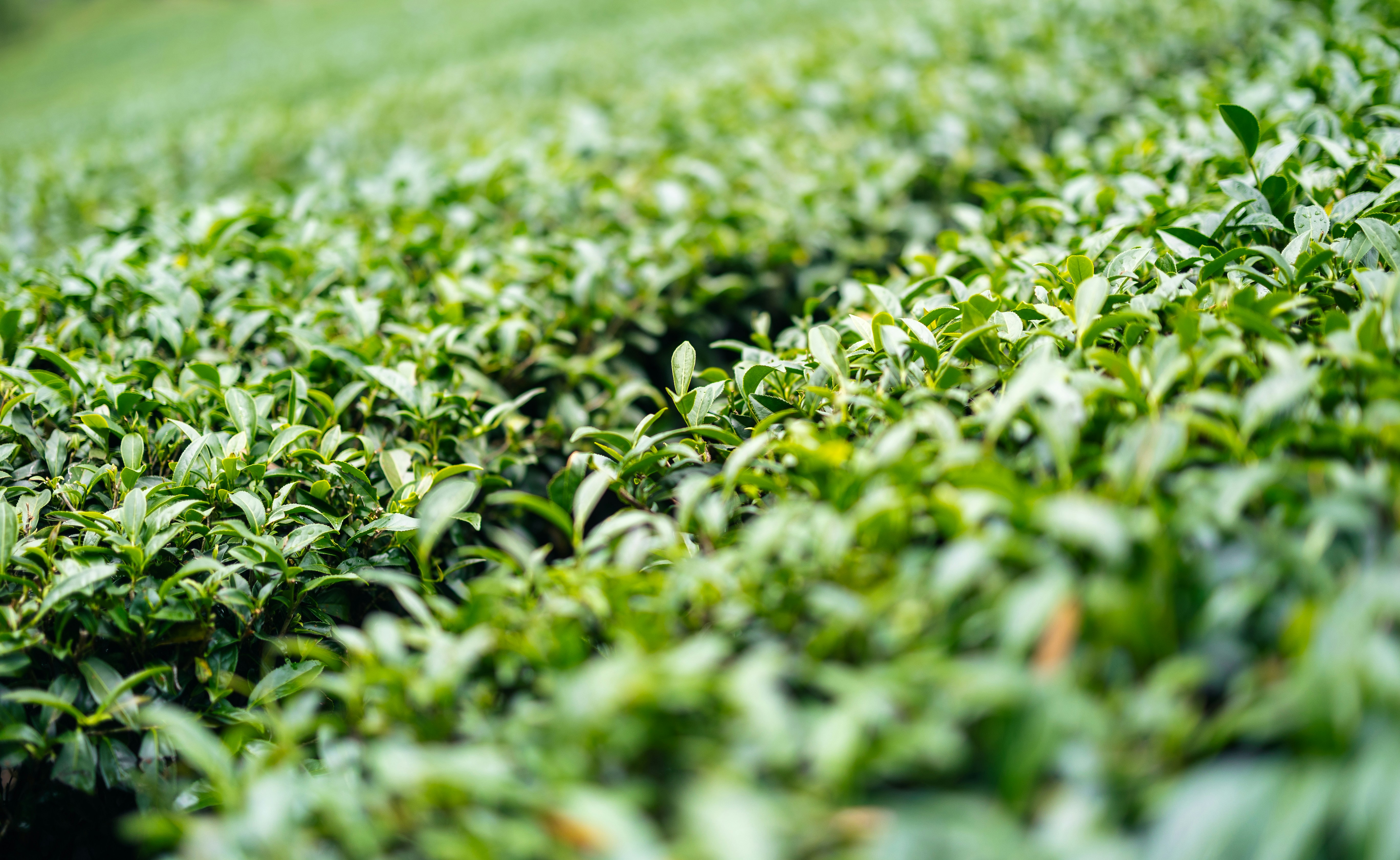 Photo by marekpiwnicki