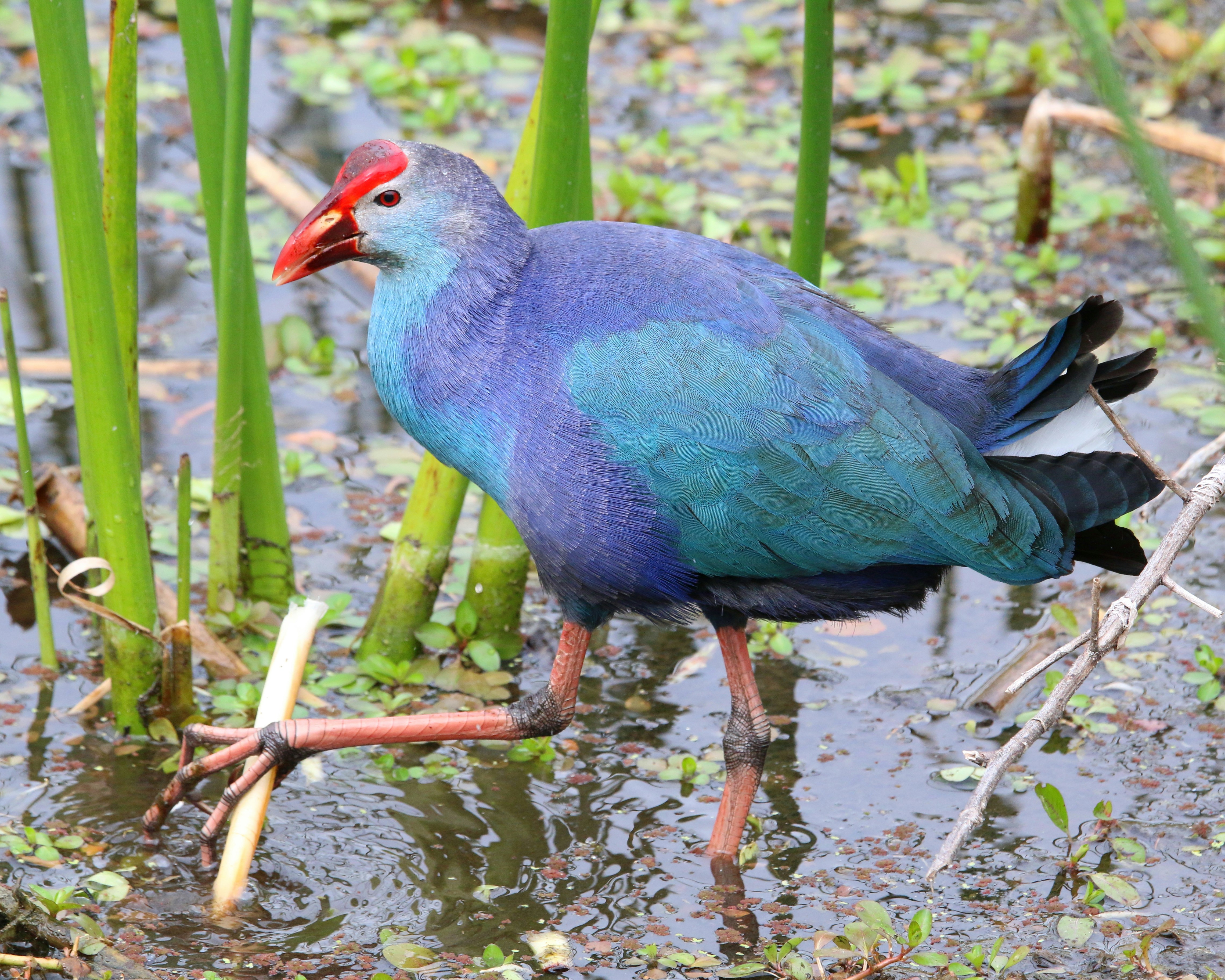 Photo by goldenplover31