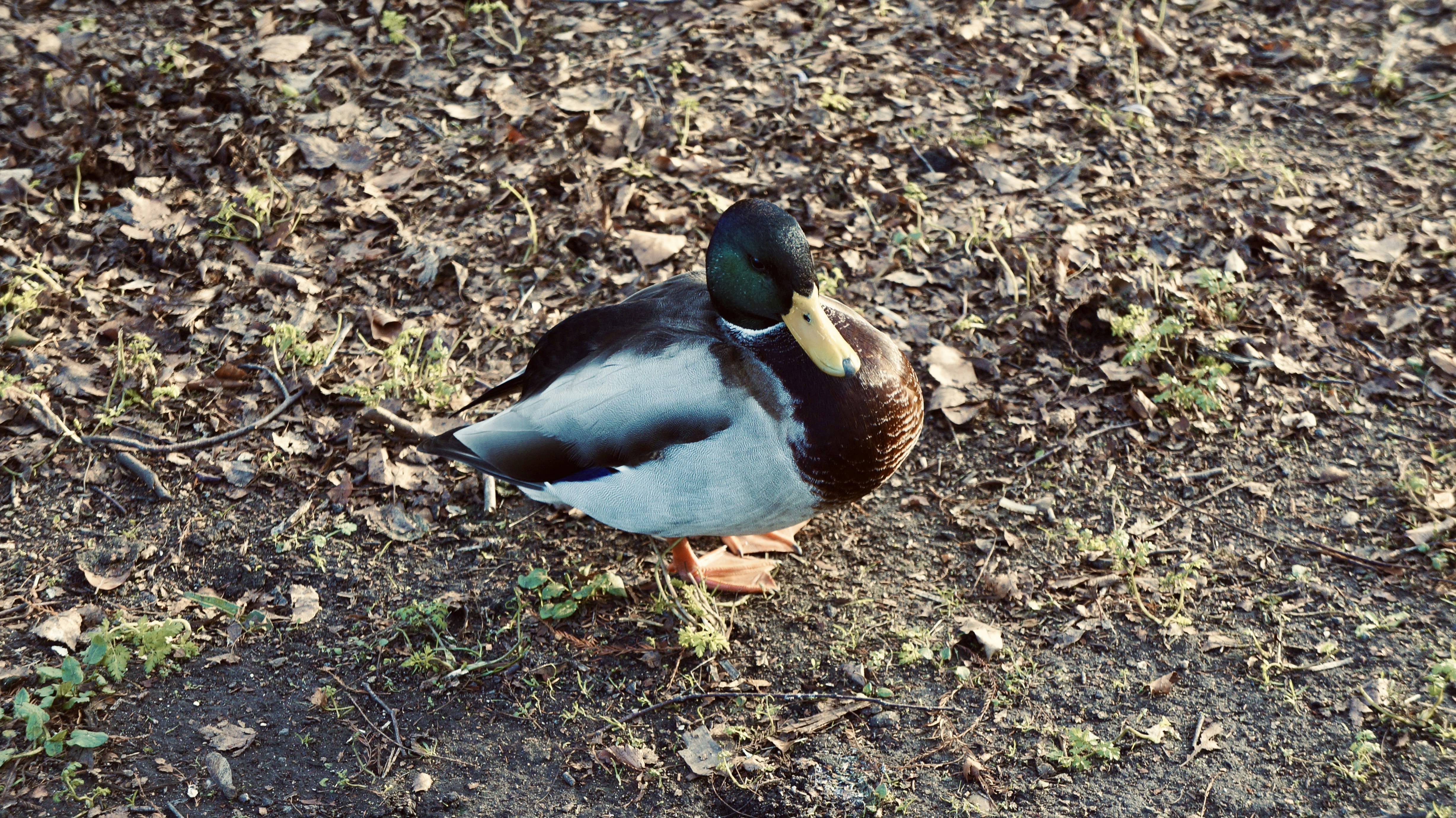 Photo by ginabertoldiph