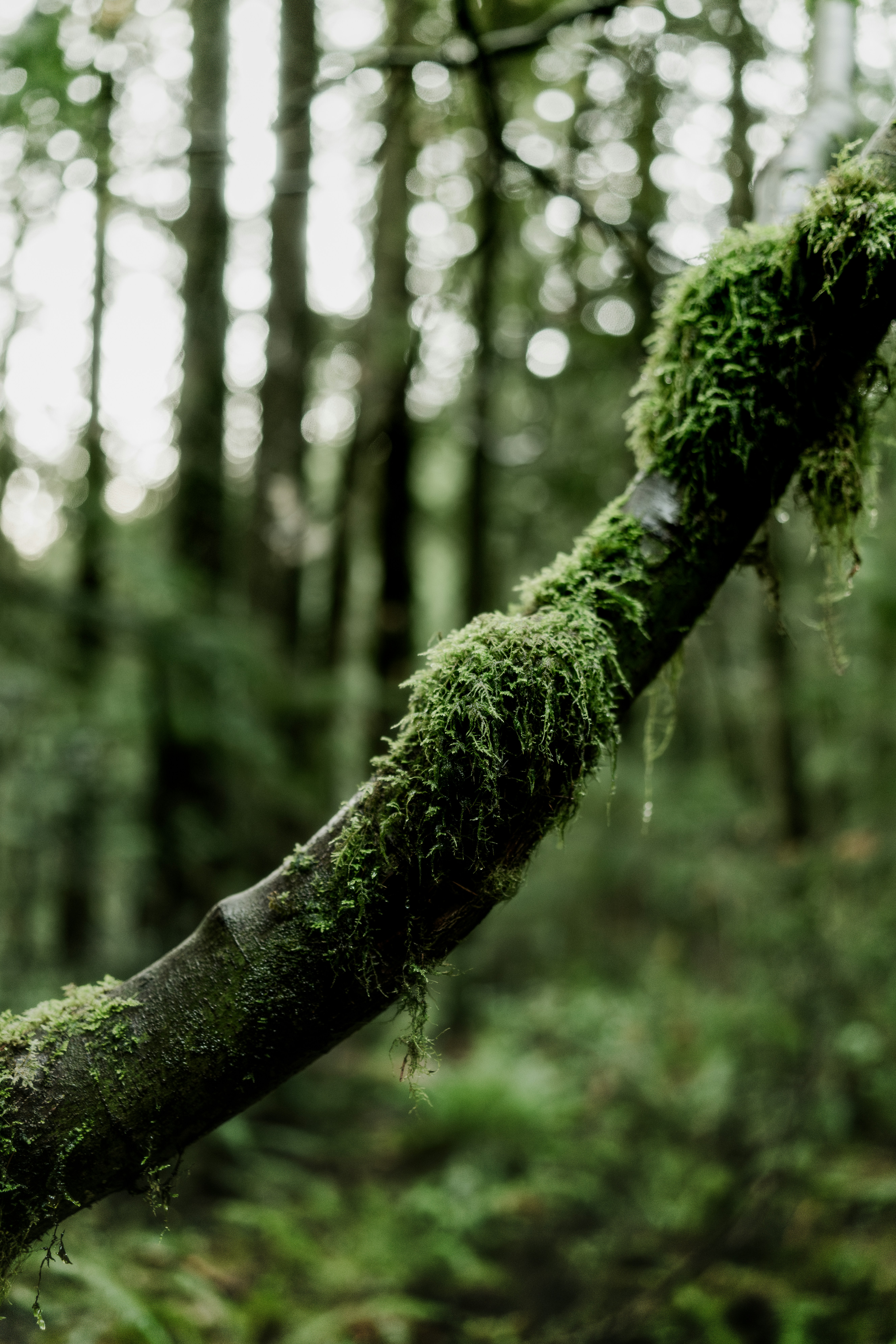 Photo by nikhilmitra