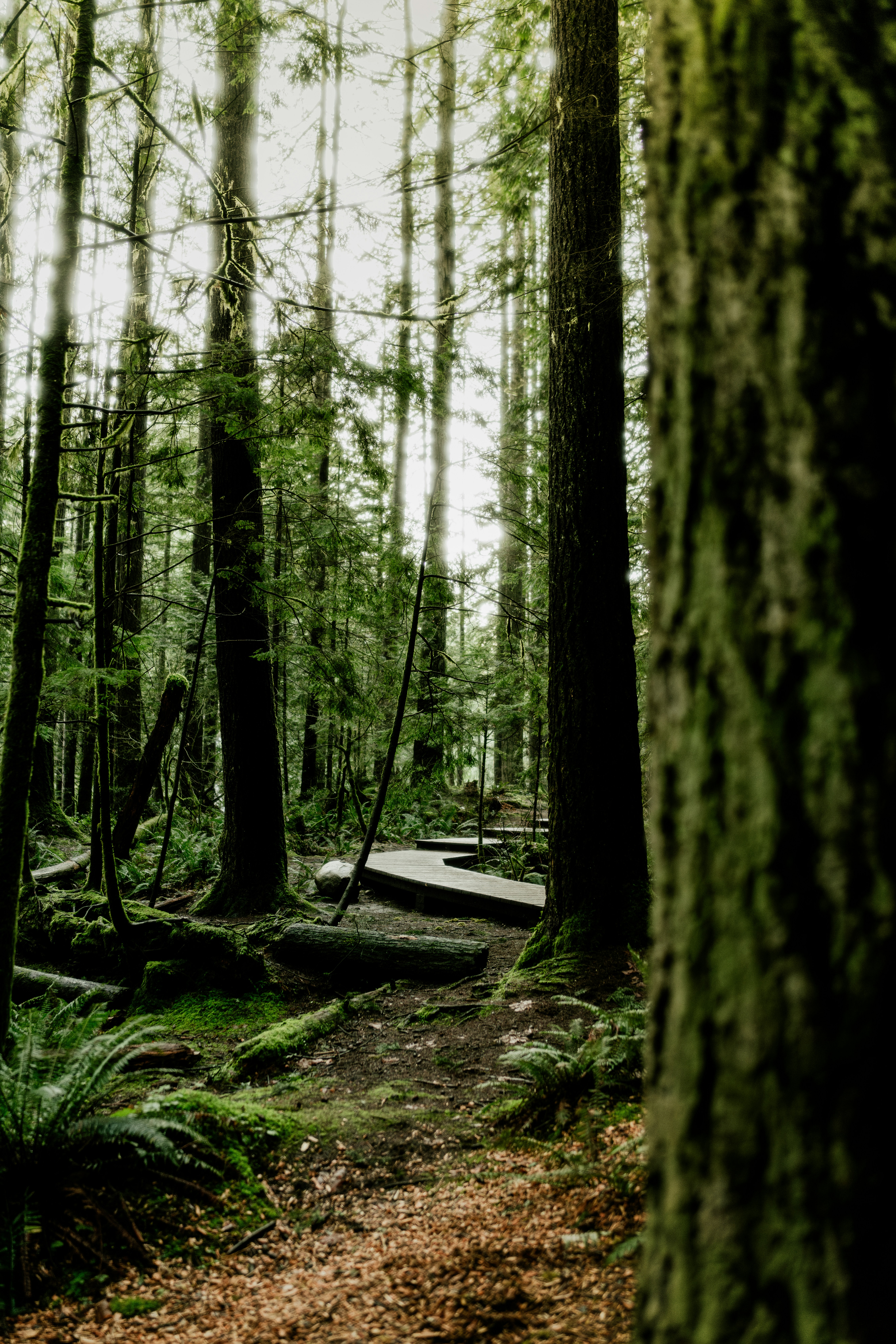 A path through a forest with a bench in the middle of it