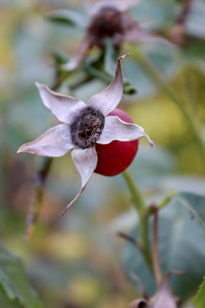 Rosehip botanical