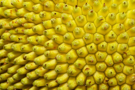 A close up view of a yellow flower