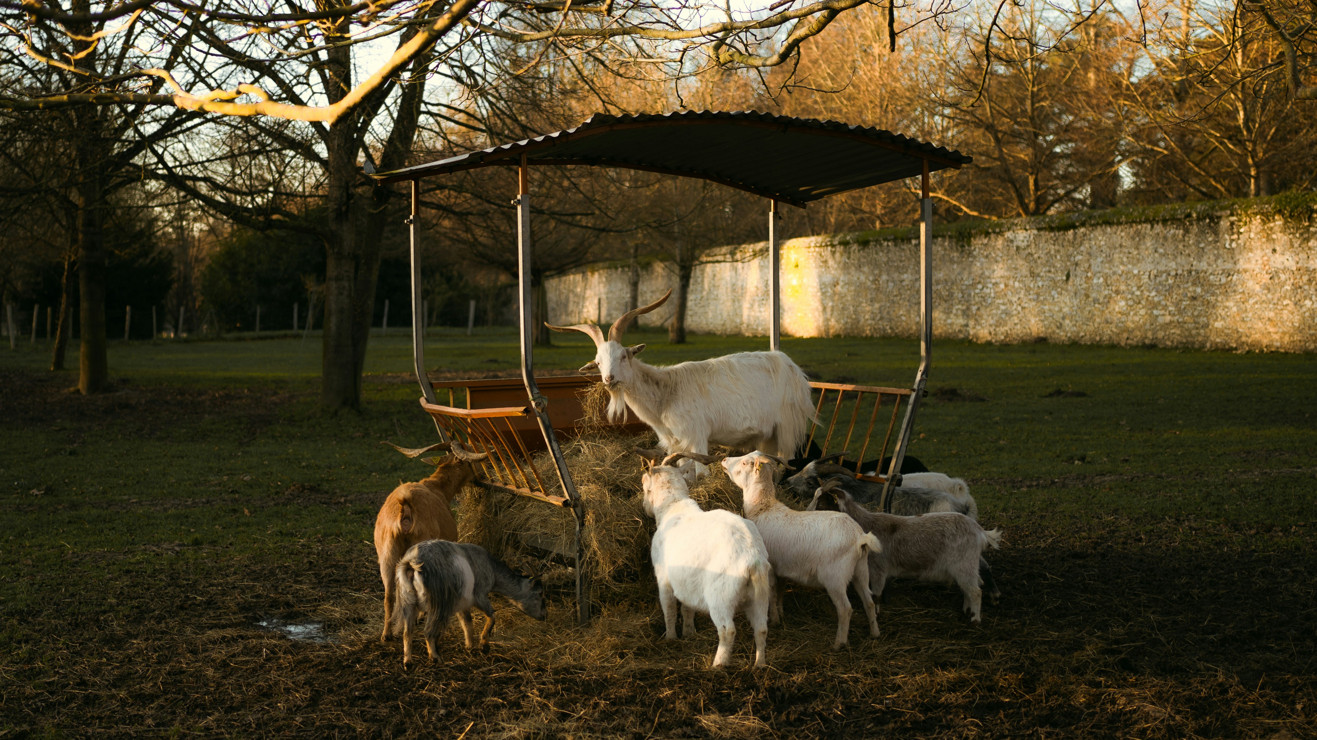 A group of animals standing around in a field