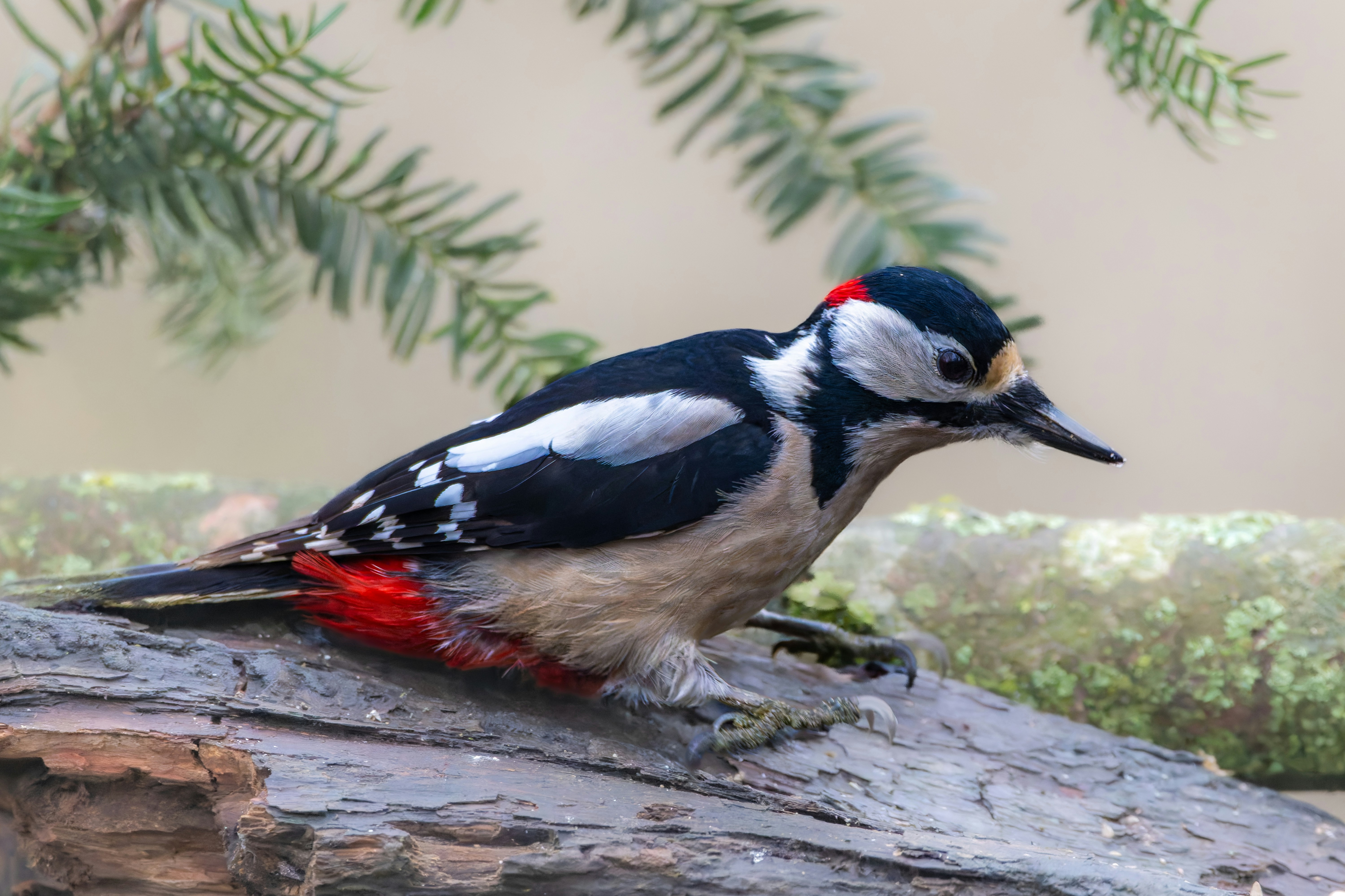 Photo by siegfriedpoepperl