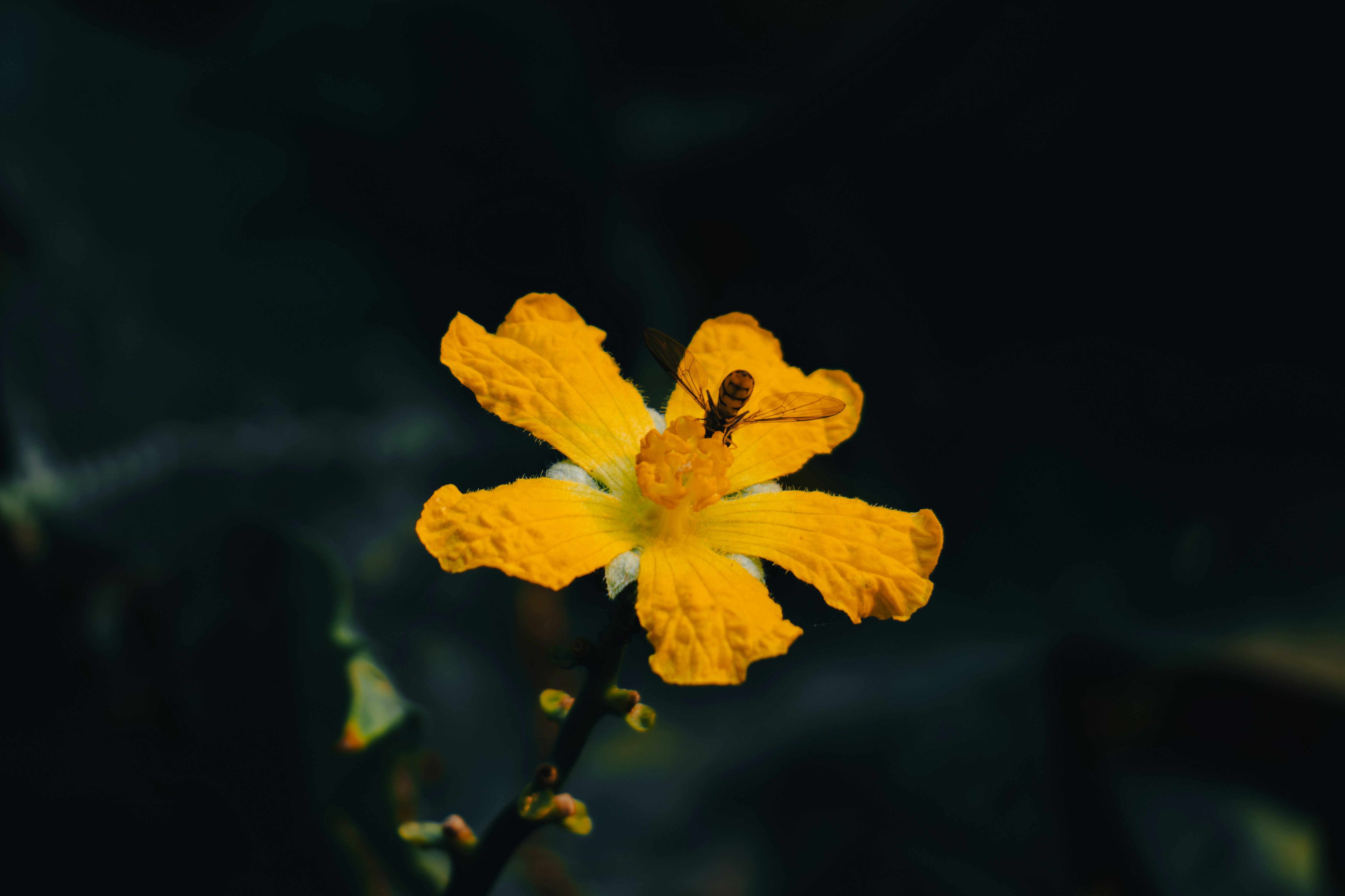 Photo by berserkdhanraj