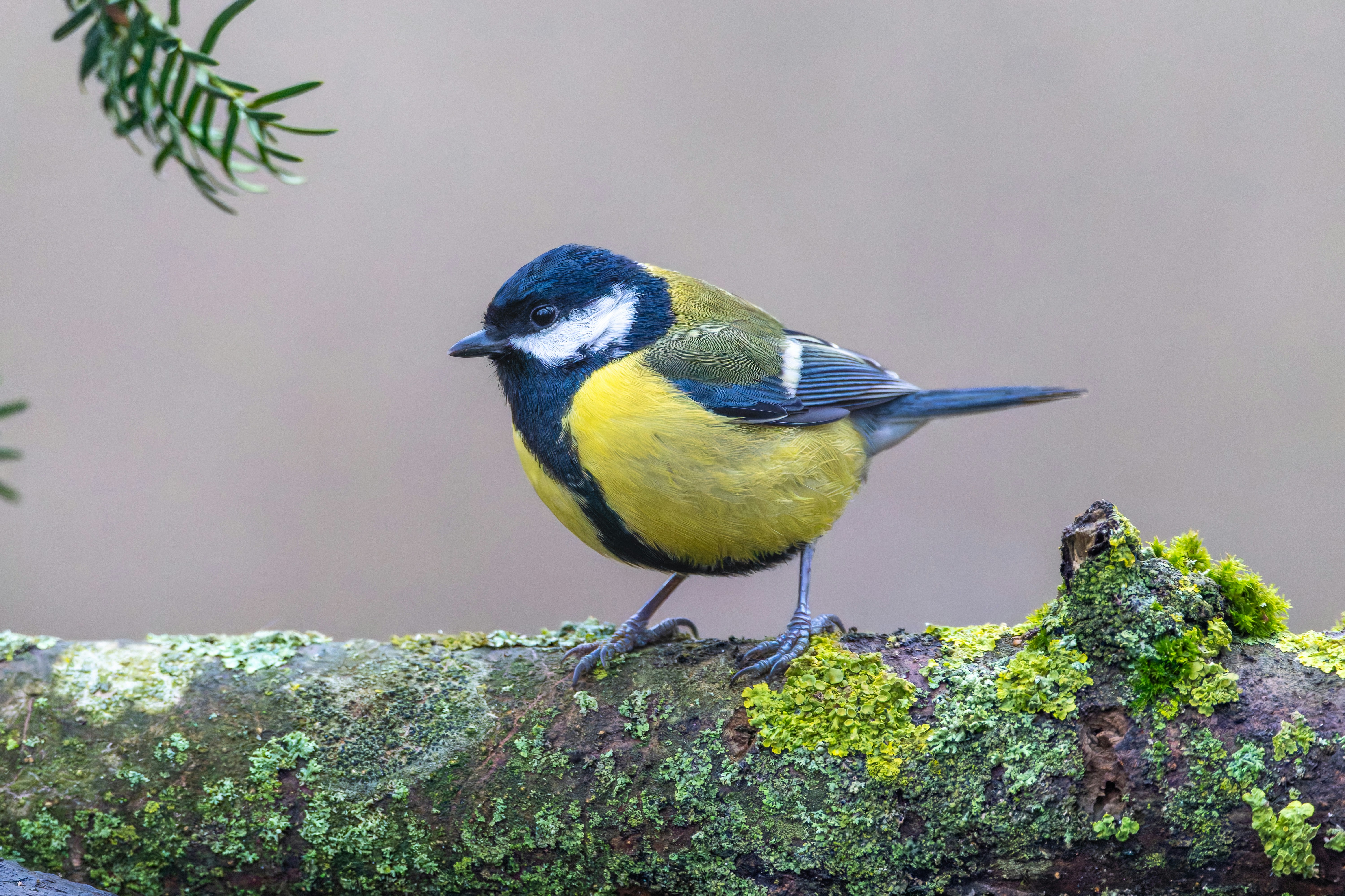 Photo by siegfriedpoepperl