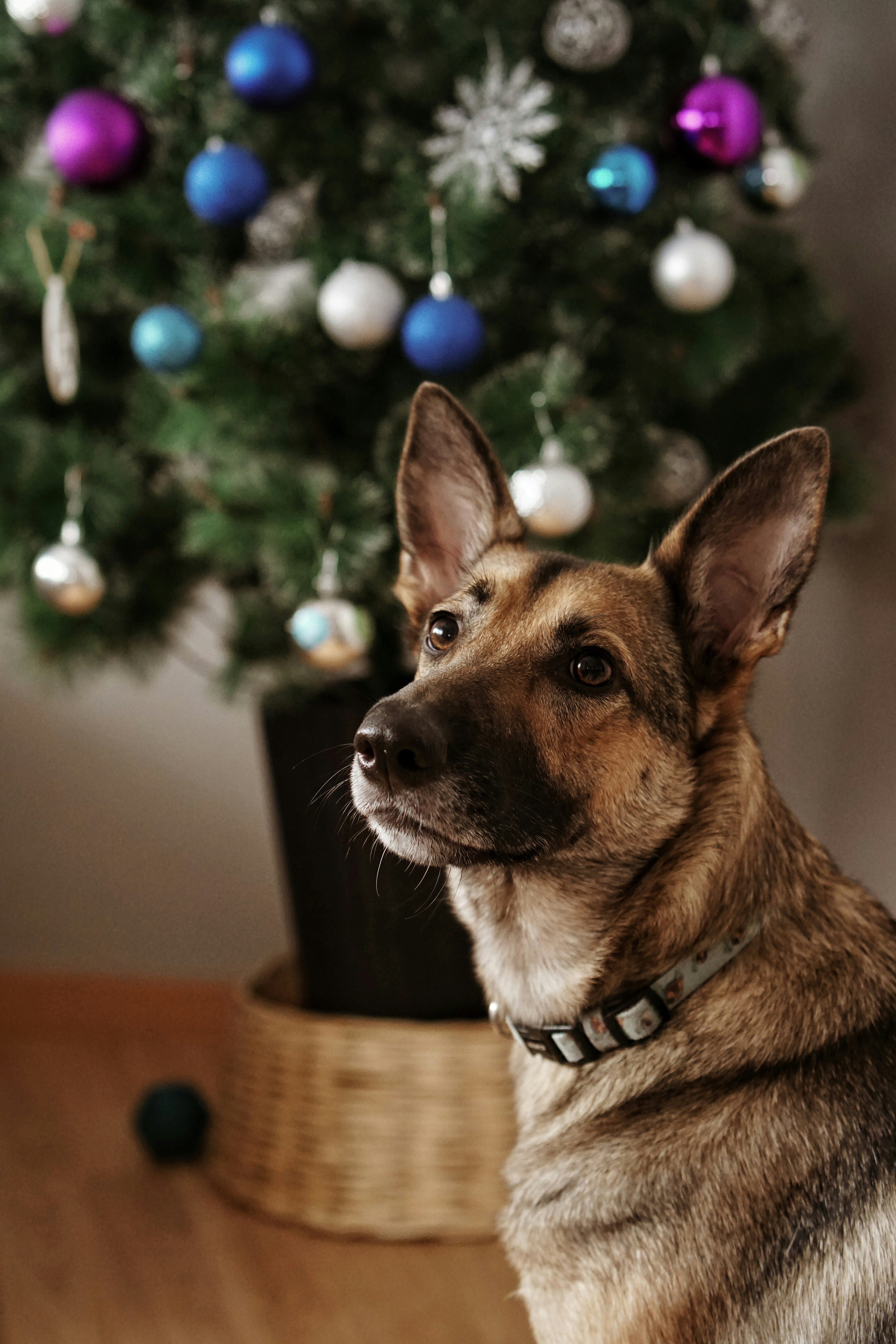 Photo by virginialara