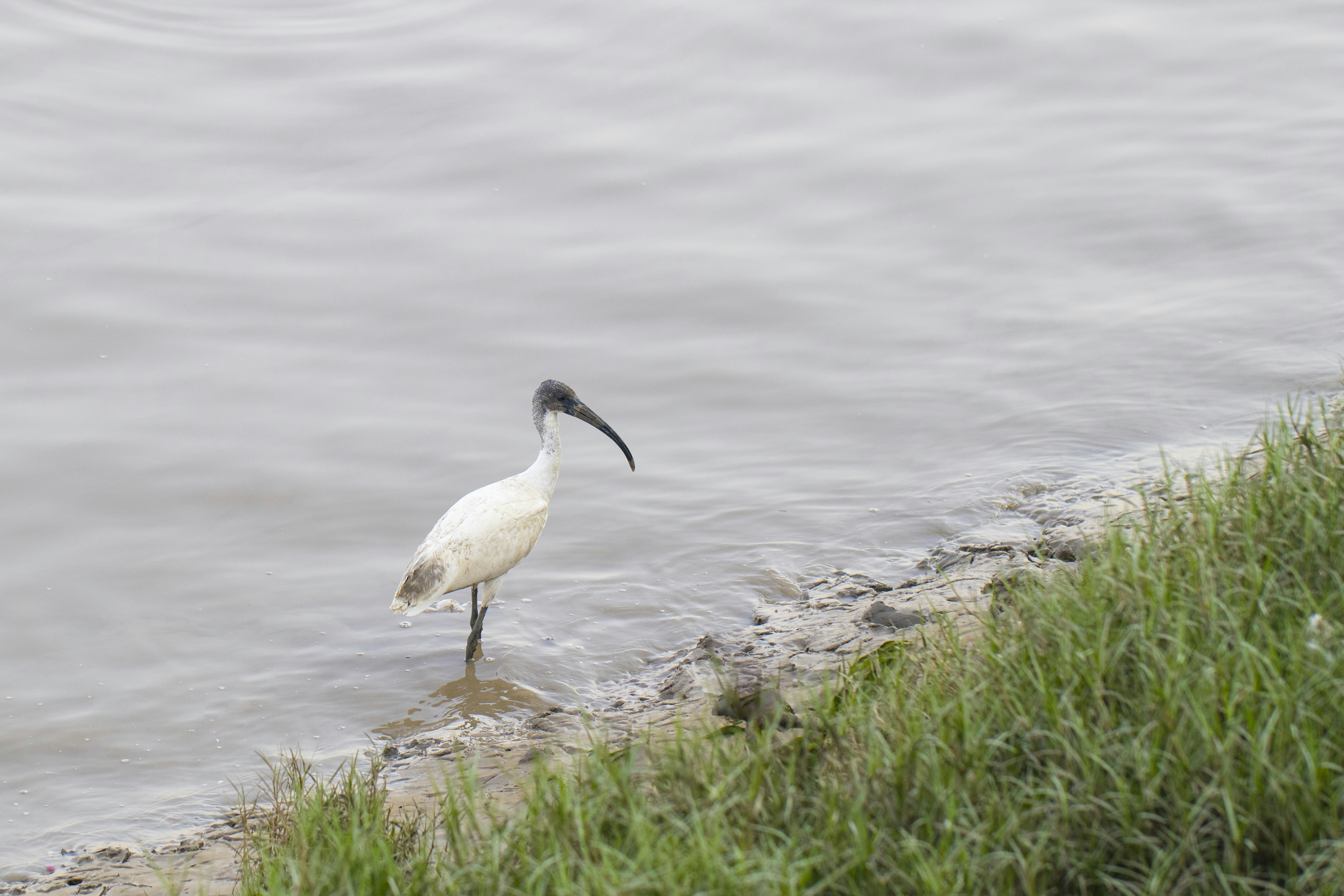 A bird is standing in the water near the shore