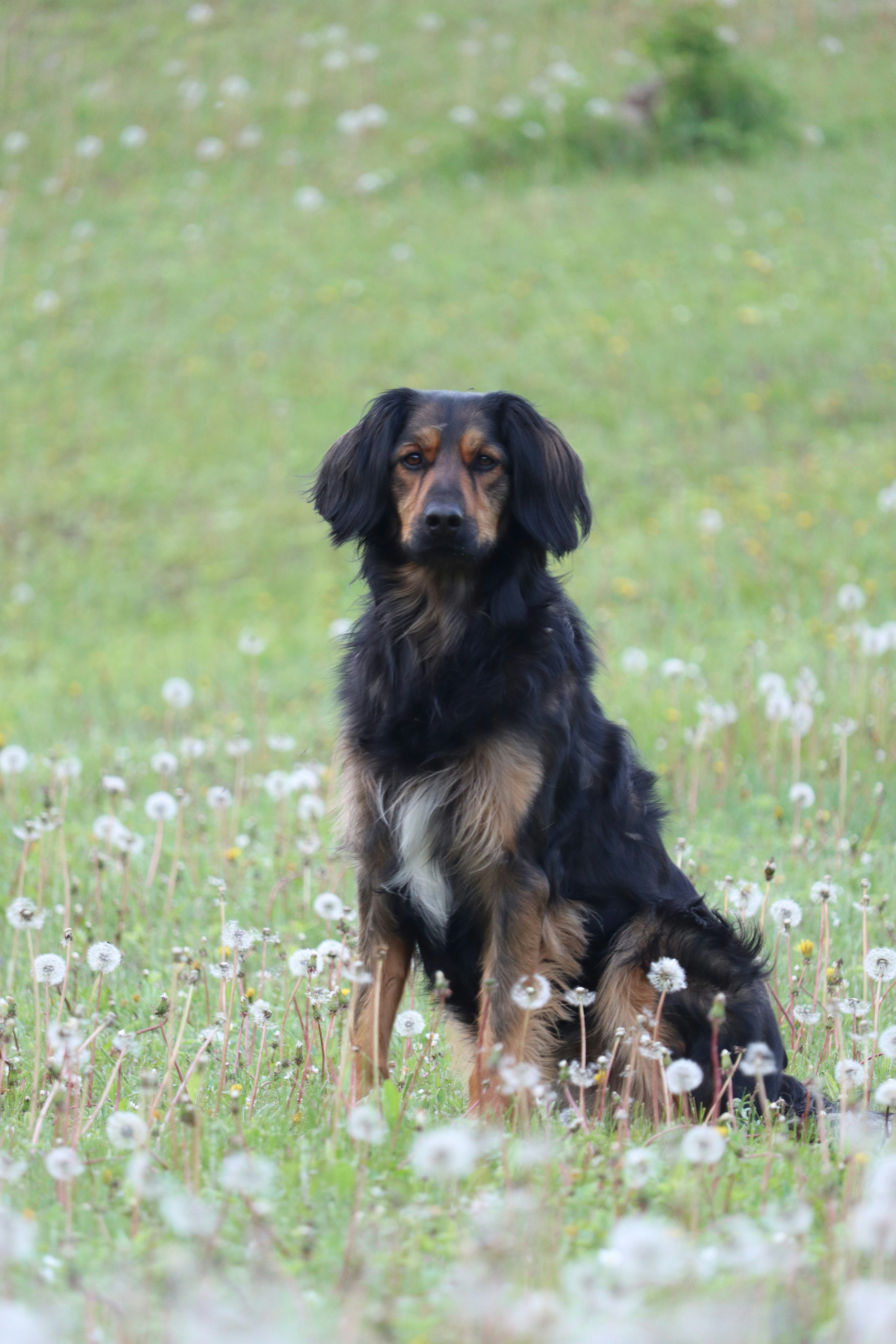A dog sitting in a field of dandelions