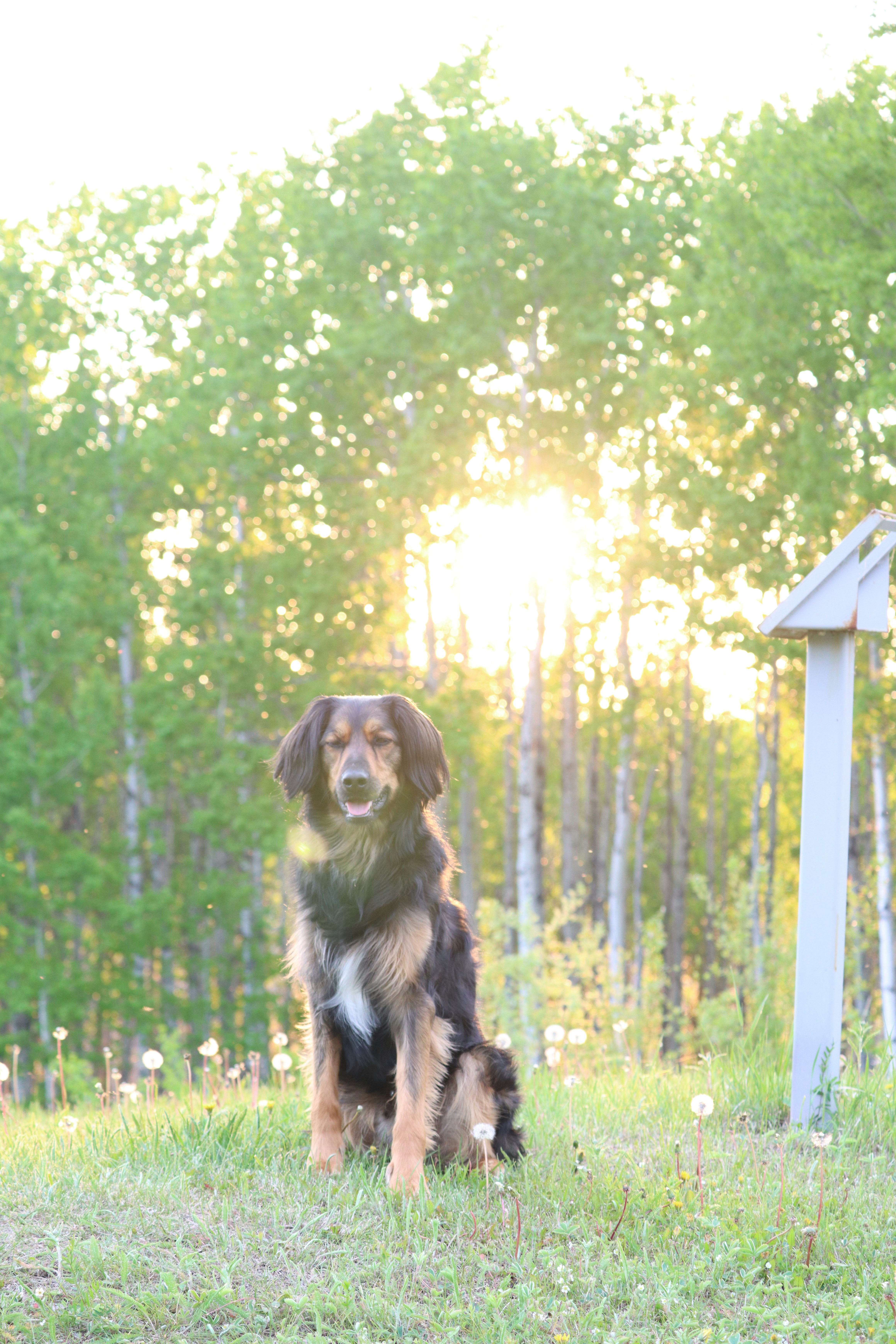 A dog sitting in the grass with a frisbee in its mouth