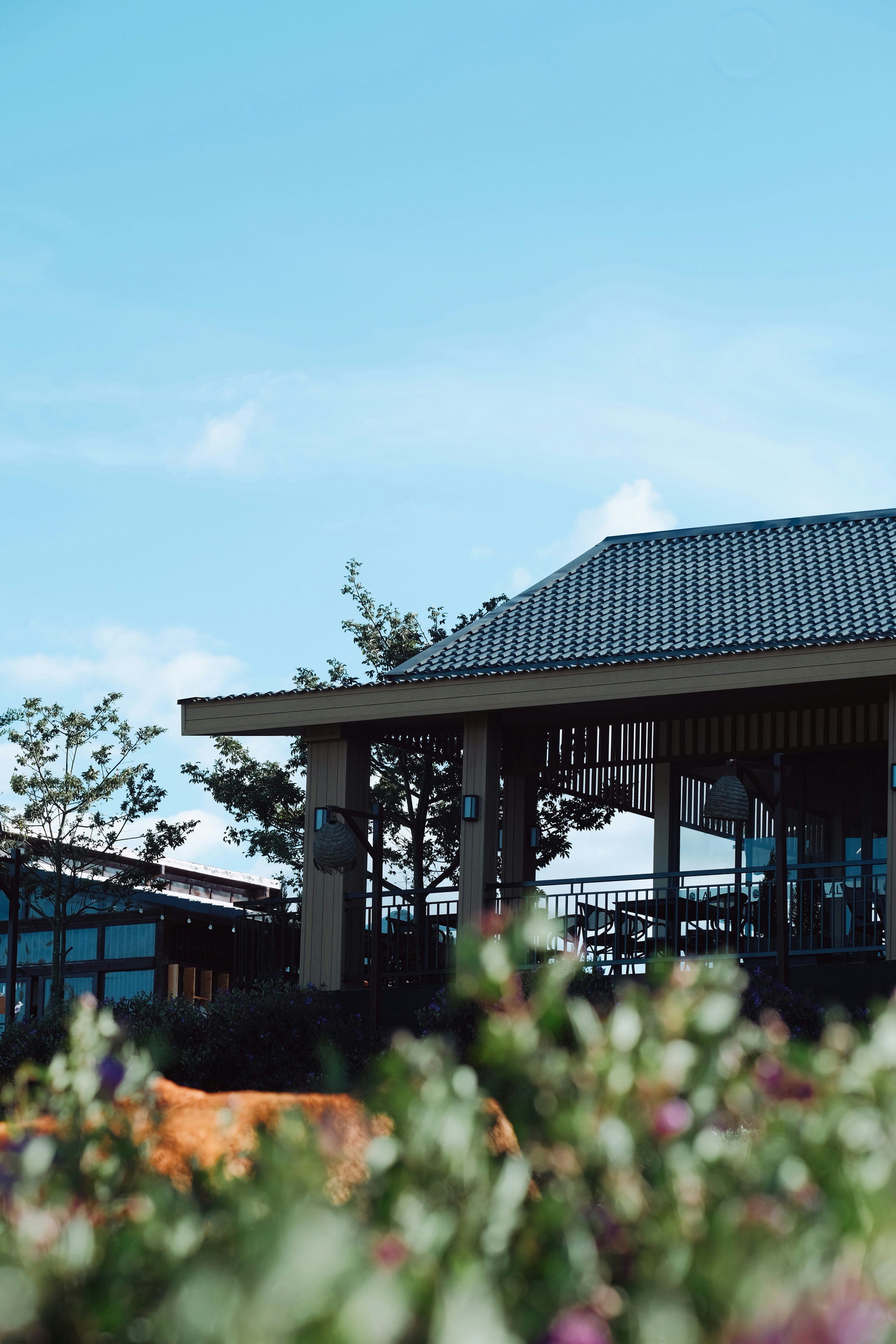 Photo by nguyentrungnguyen