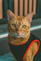 gato naranja  vistiendo una playera negra