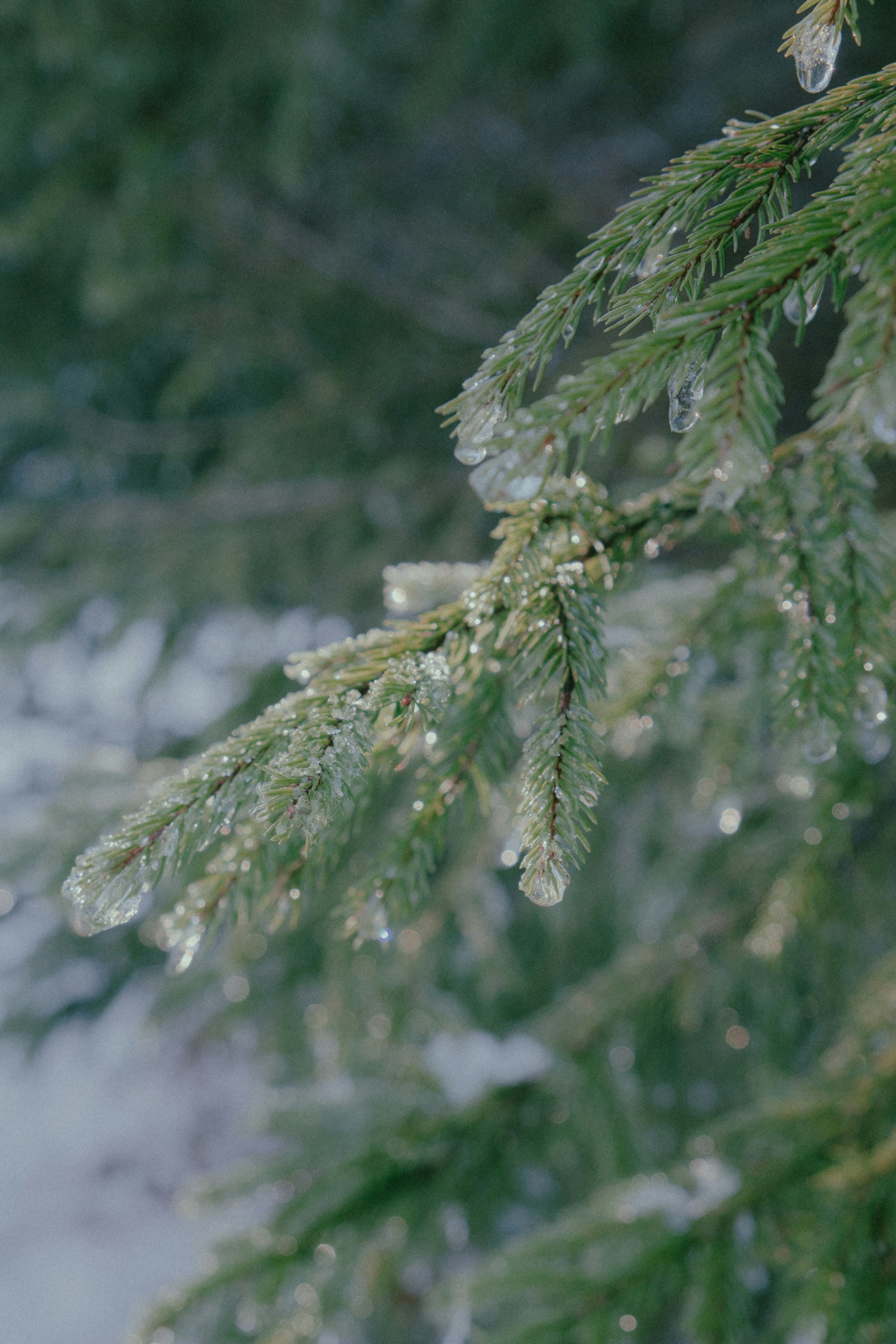 Photo by catalindumitrascu