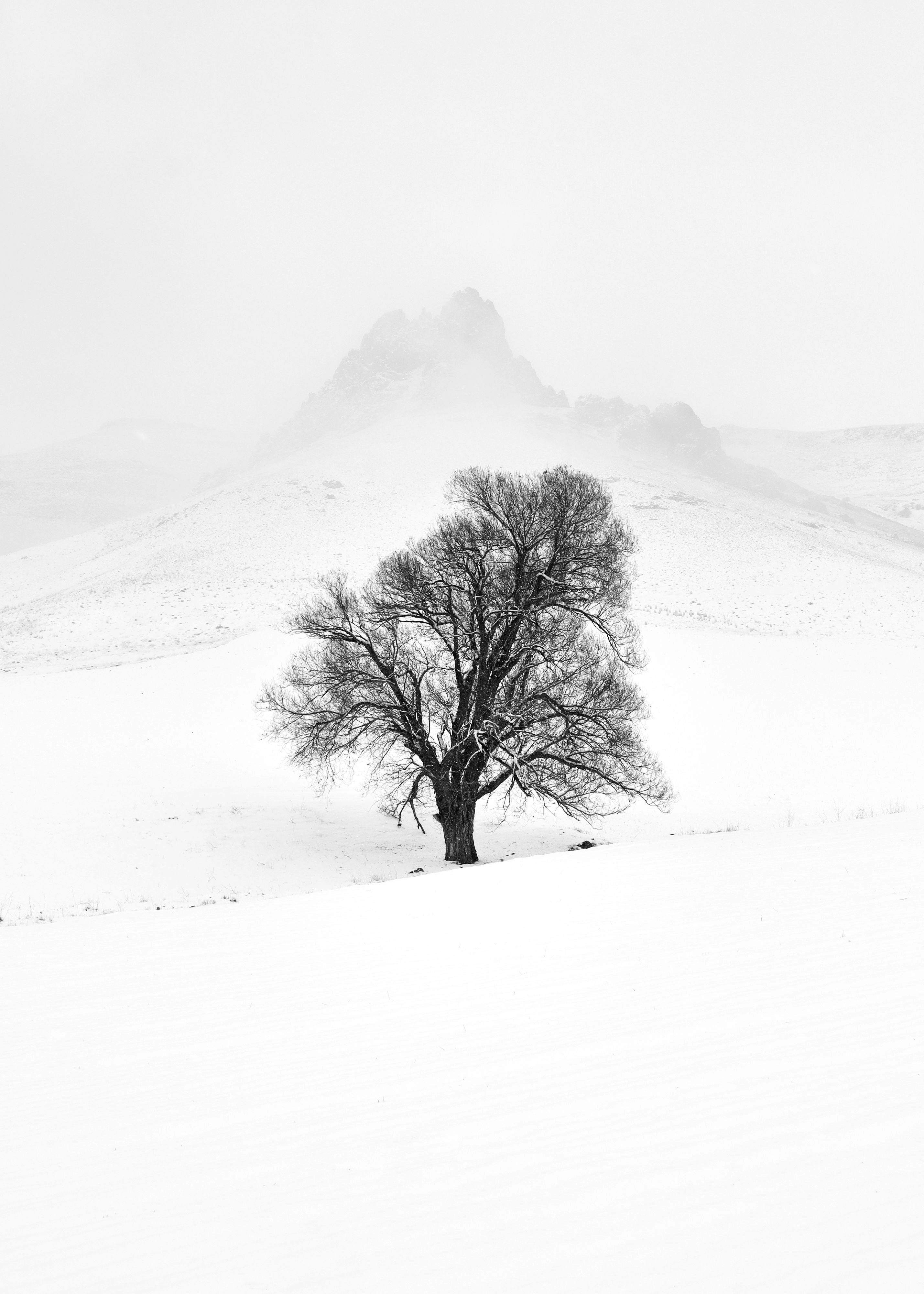 A lone tree in the middle of a snowy field
