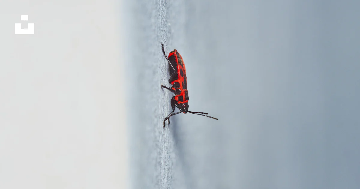 Crawling Bug Computer Background A bug crawling on the side of a wall photo – Free Nature Image on Unsplash