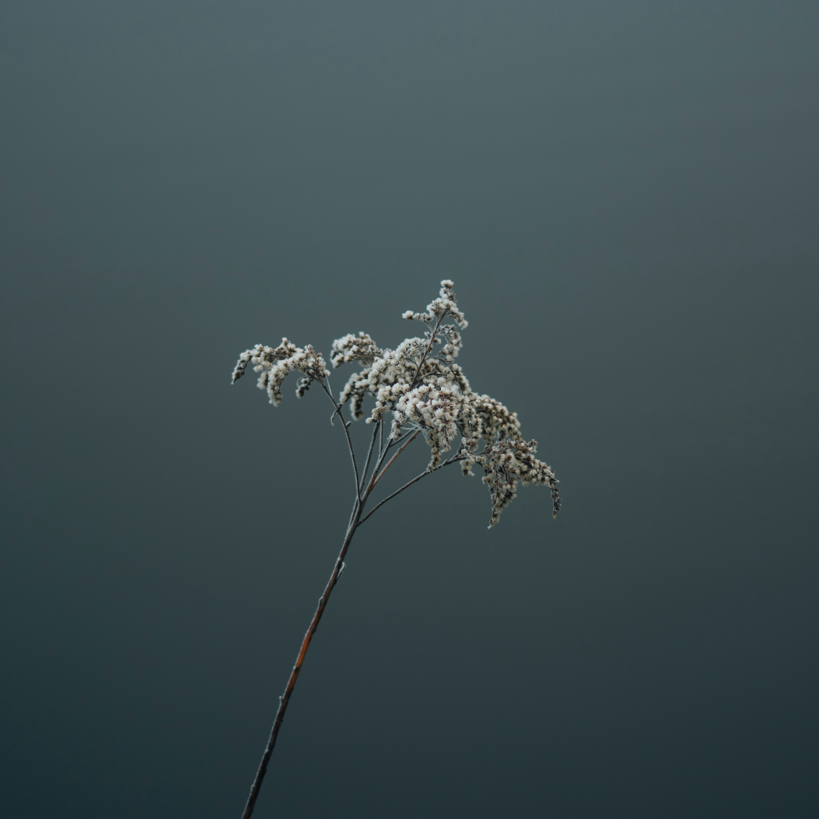A tall plant with lots of white flowers