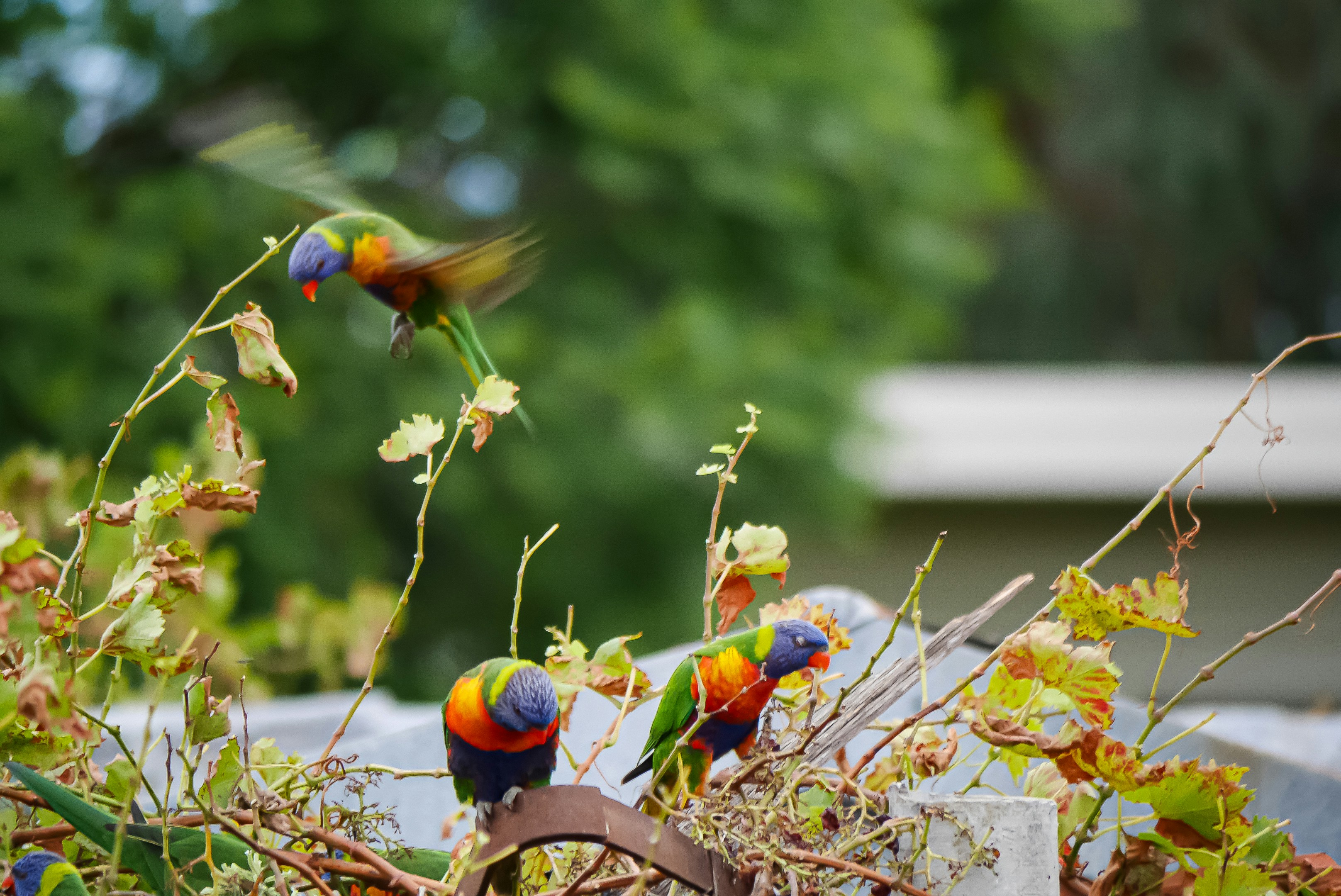 Un gruppo di uccelli colorati seduti in cima a un albero