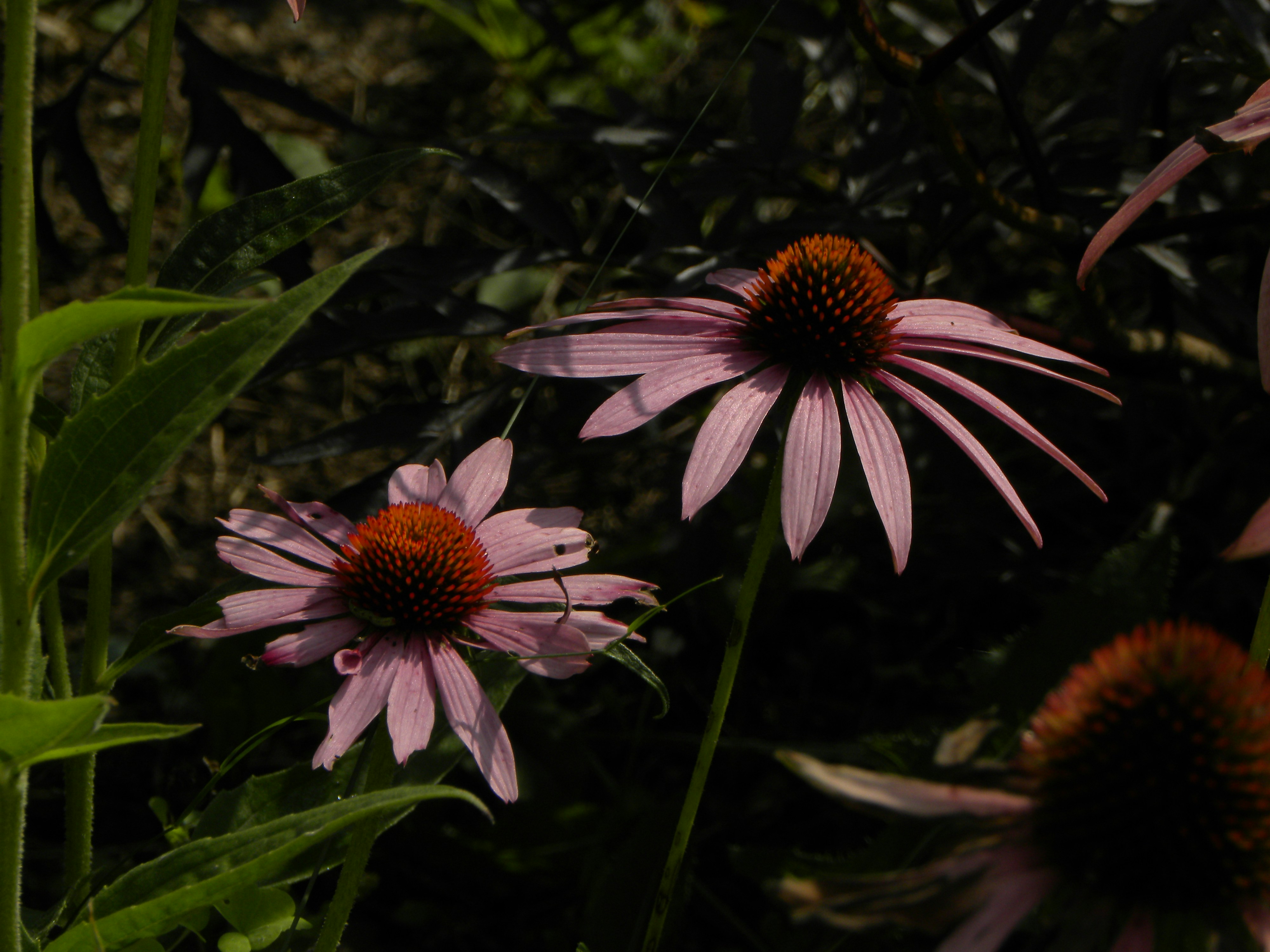 Photo by dunigan