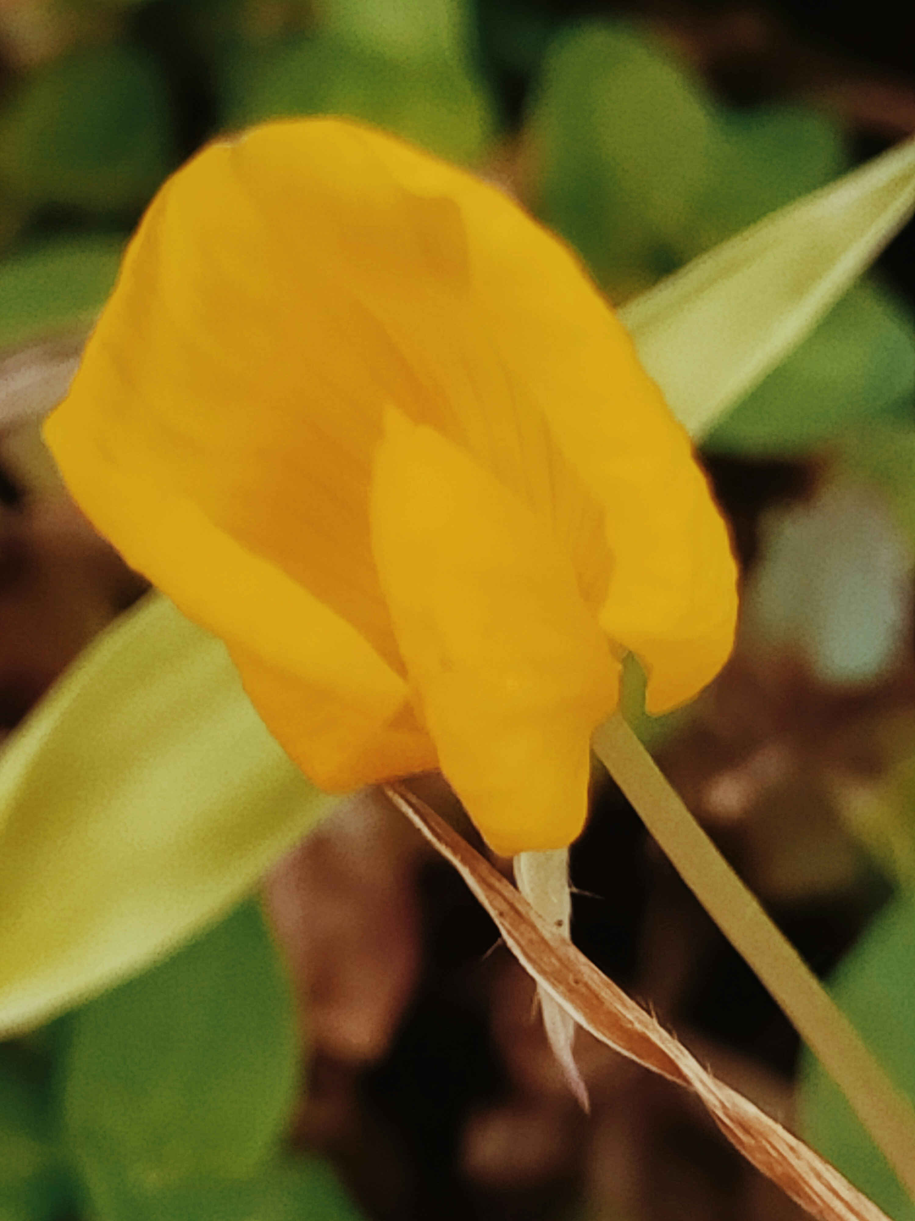 Eine einzelne gelbe Blume mit grünen Blättern im Hintergrund