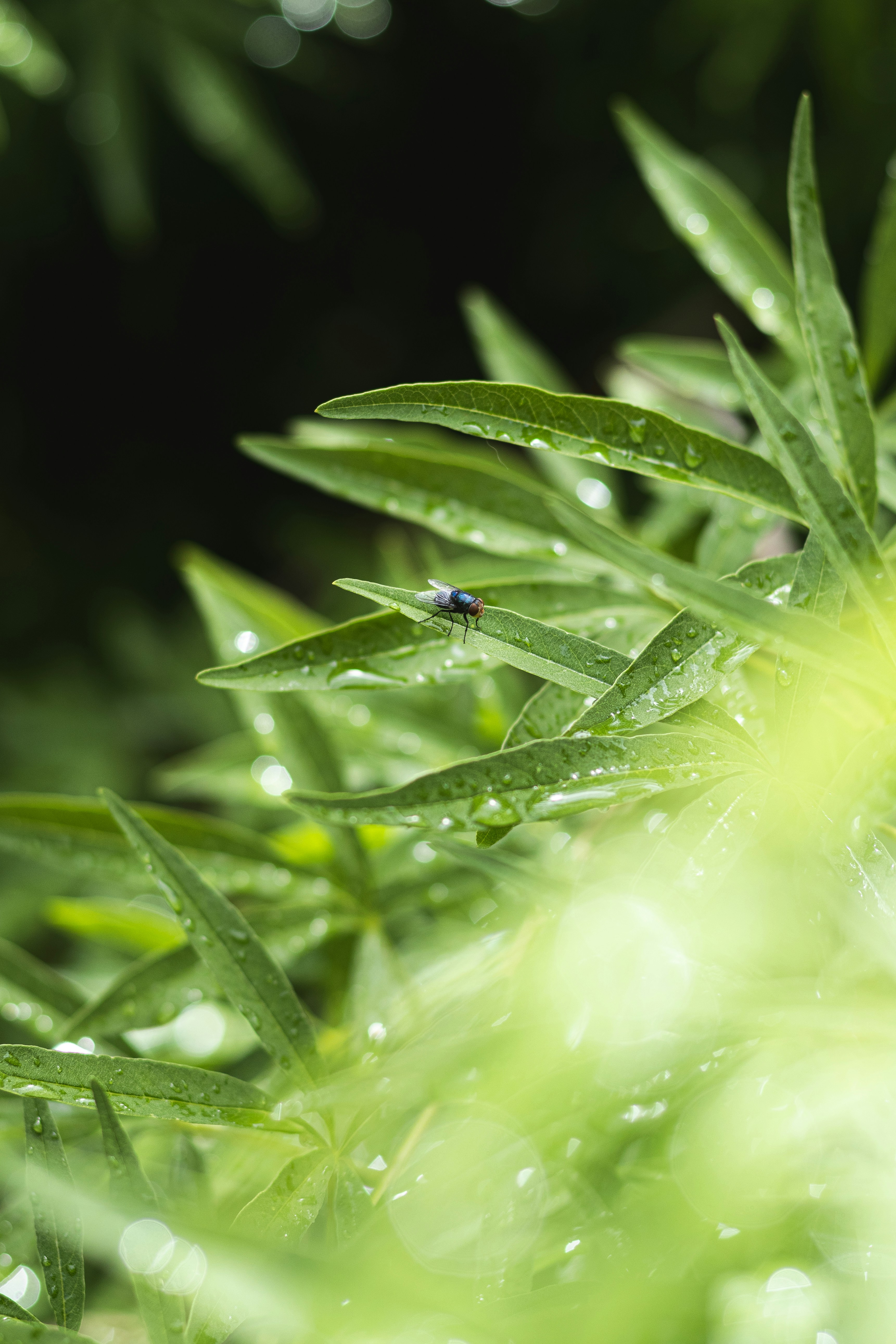 물방울이 있는 녹색 식물