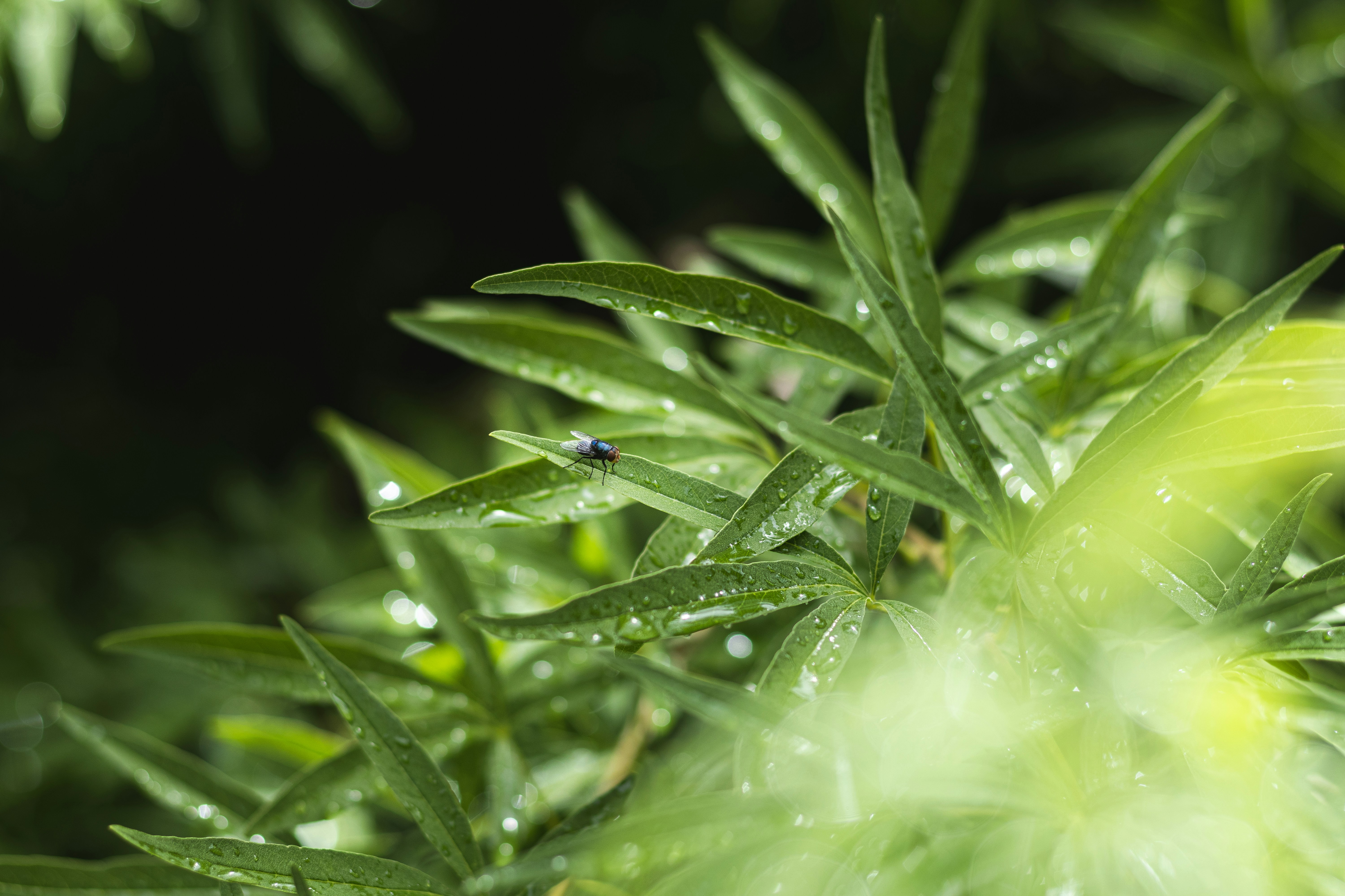 물방울이 있는 식물의 클로즈업