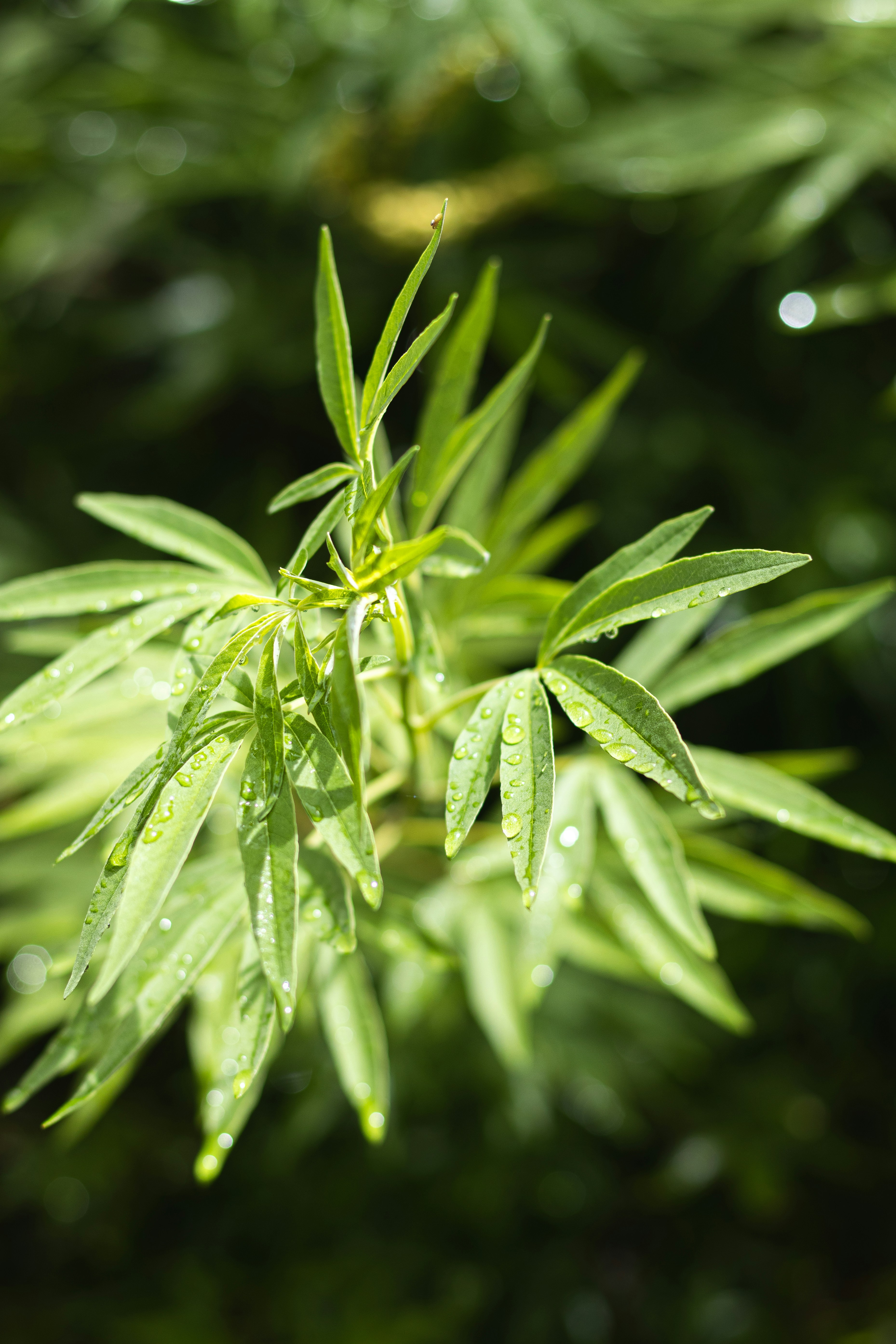 녹색 잎이 많은 식물의 클로즈업