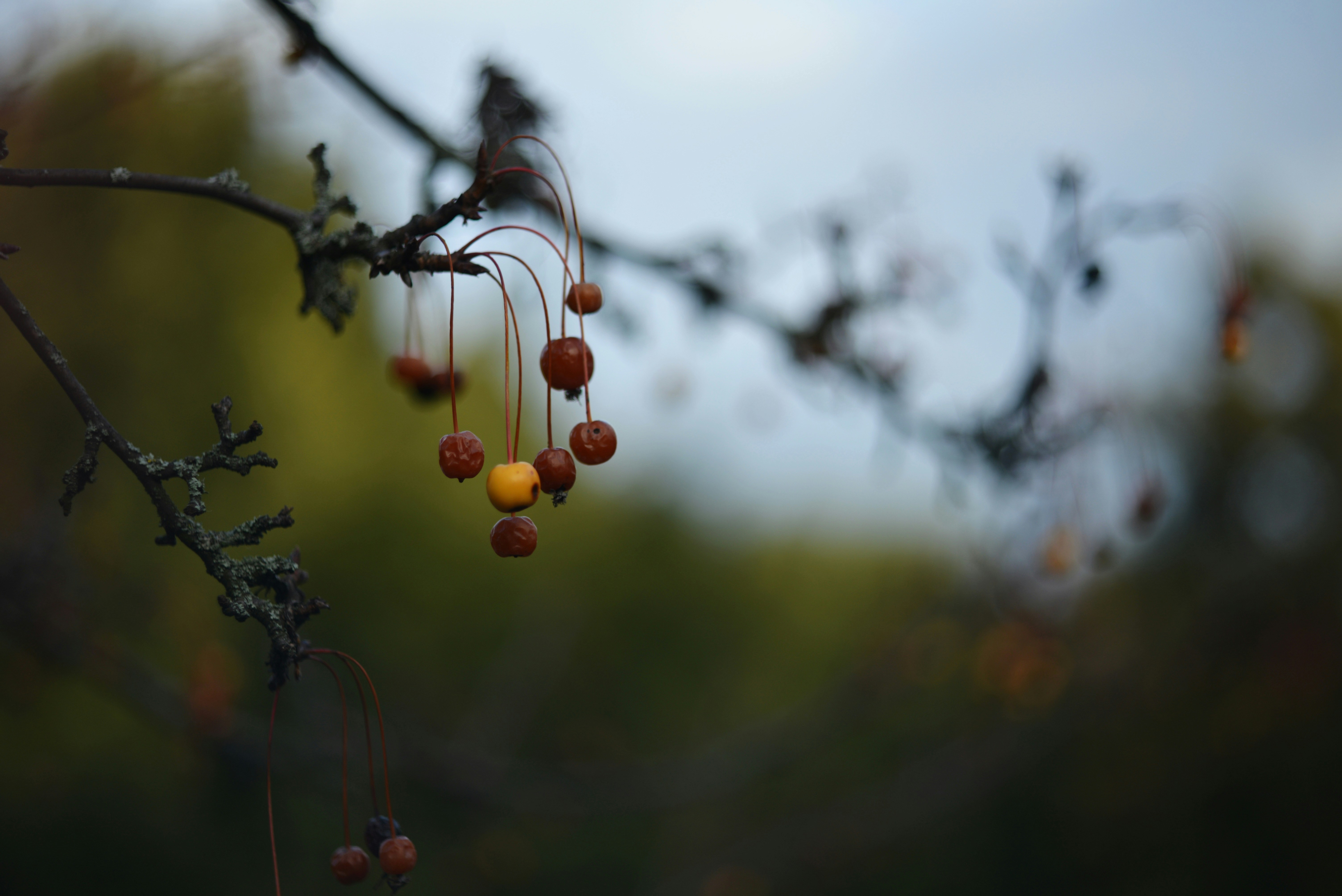 Photo by cherstve_pechivo